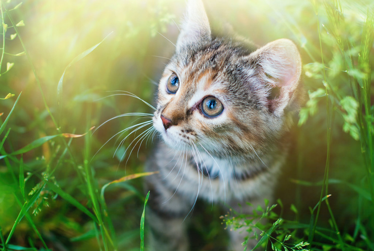Die Katzenminze | Tierische Tipps von DAS FUTTERHAUS