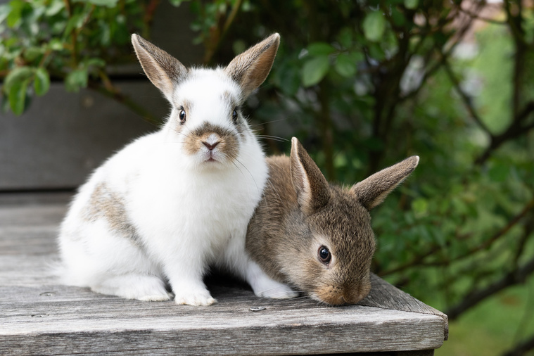 Kaninchen im Portrait