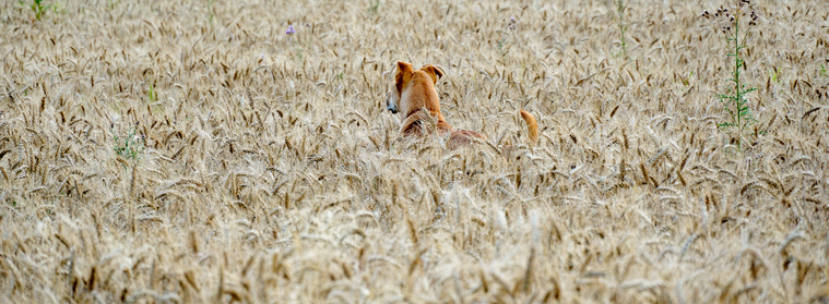 Hund in einem Getreidefeld