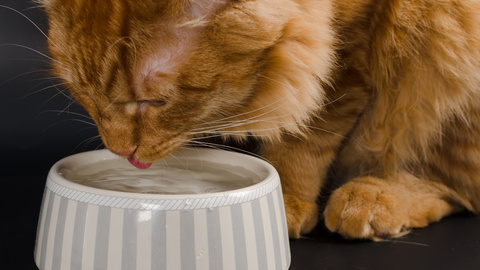 Katze hat Durchfall –  Tipps, Ursachen & Behandlung 