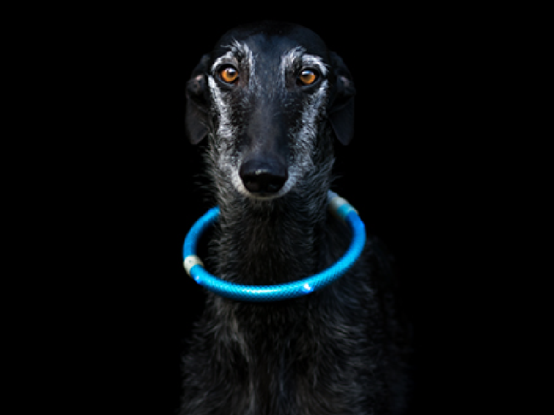 HOLLAND ANIMAL CARE Sicherheit Nachtlicht Bubble Blinker für Hunde/Me, 5,95  €