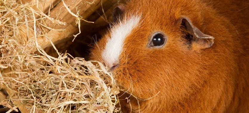 Meerschweinchenernährung