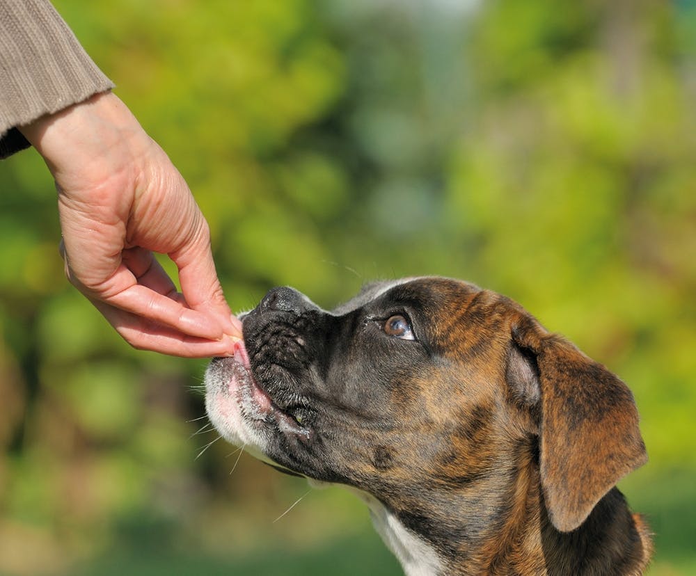 Den Hund richtig belohnen