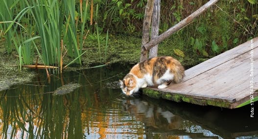 Rechtslage bei Schäden durch Katzen