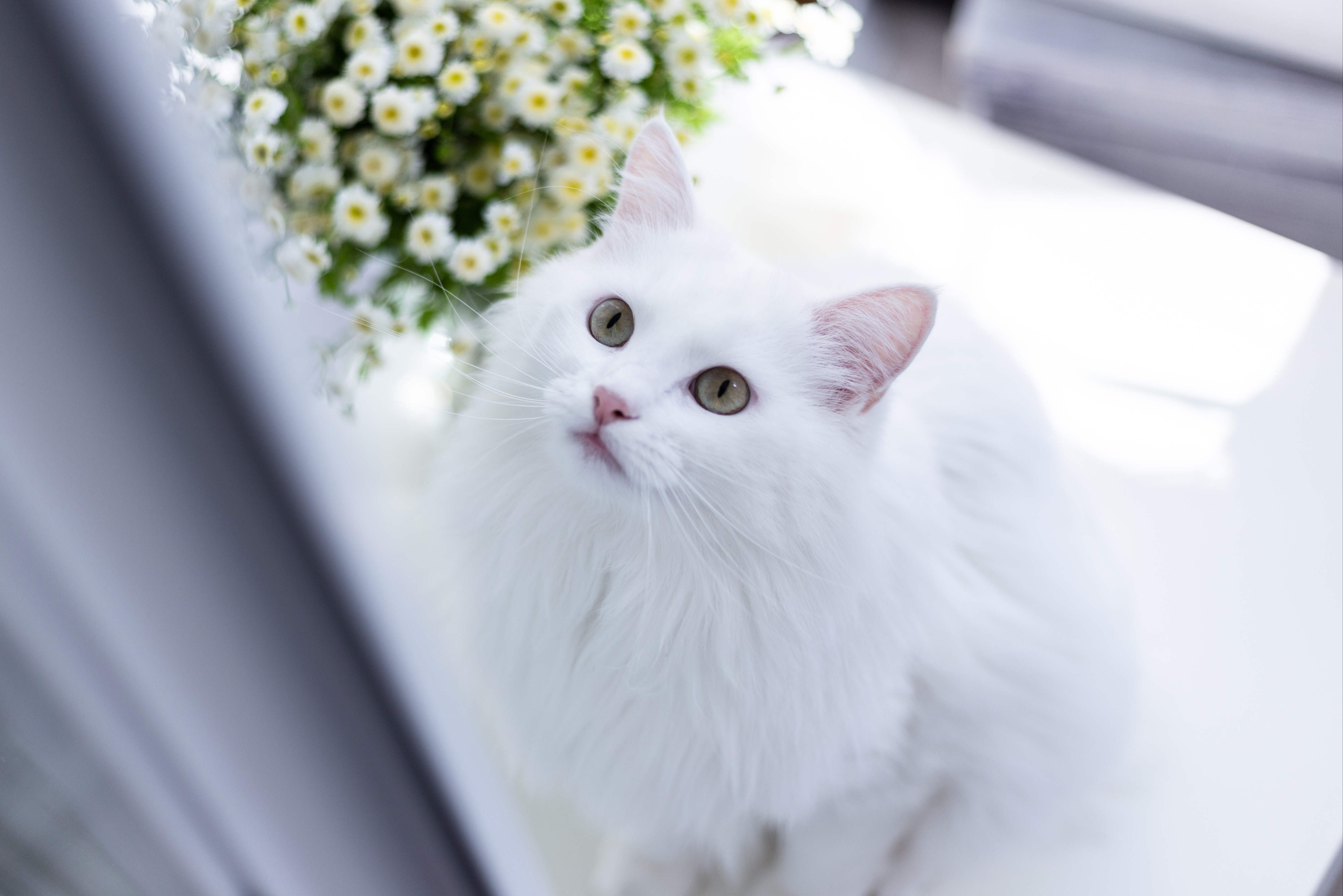 Eine Türkisch-Angora-Katze blickt nach oben und scheint etwas zu entdecken.