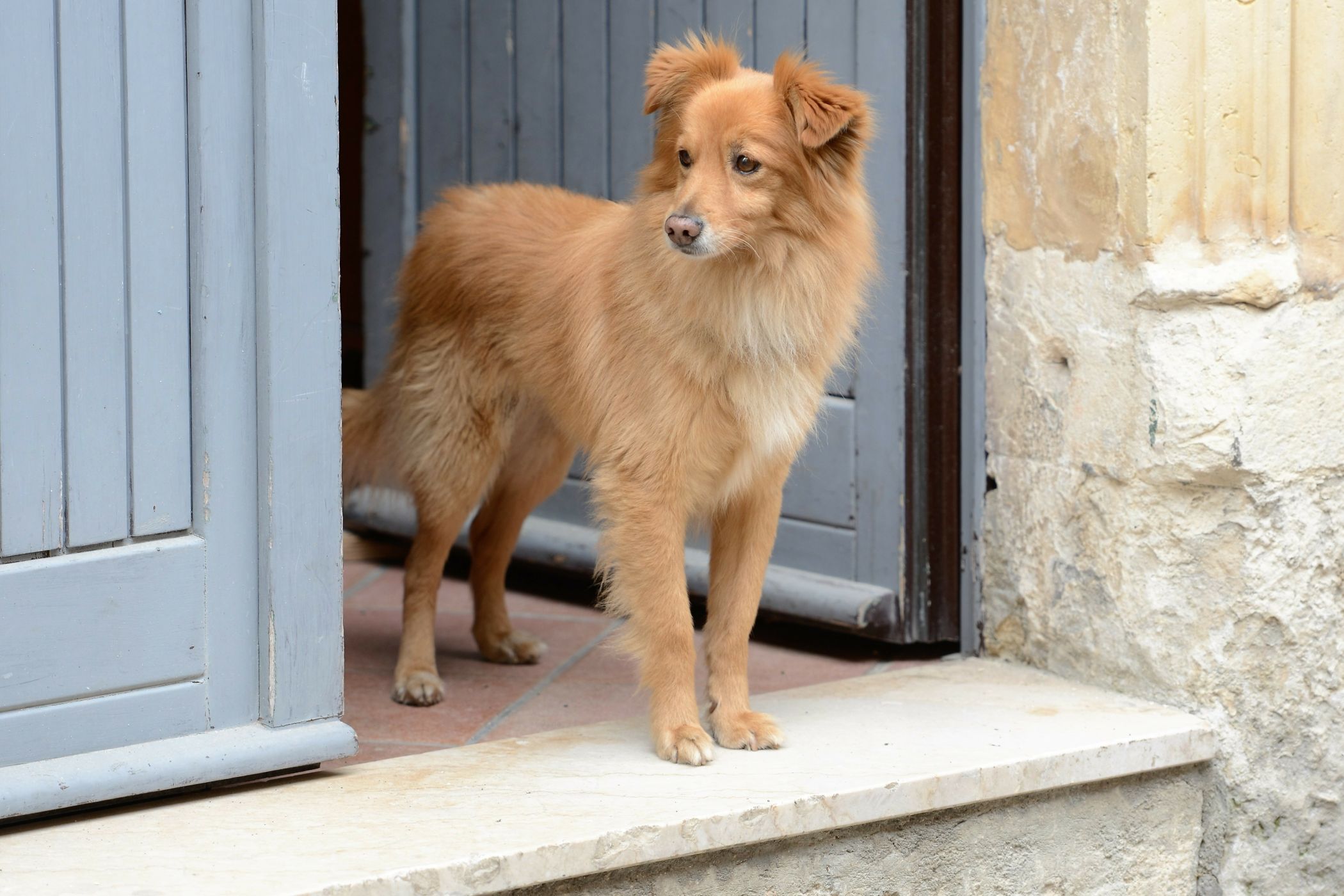 Leishmaniose beim Hund