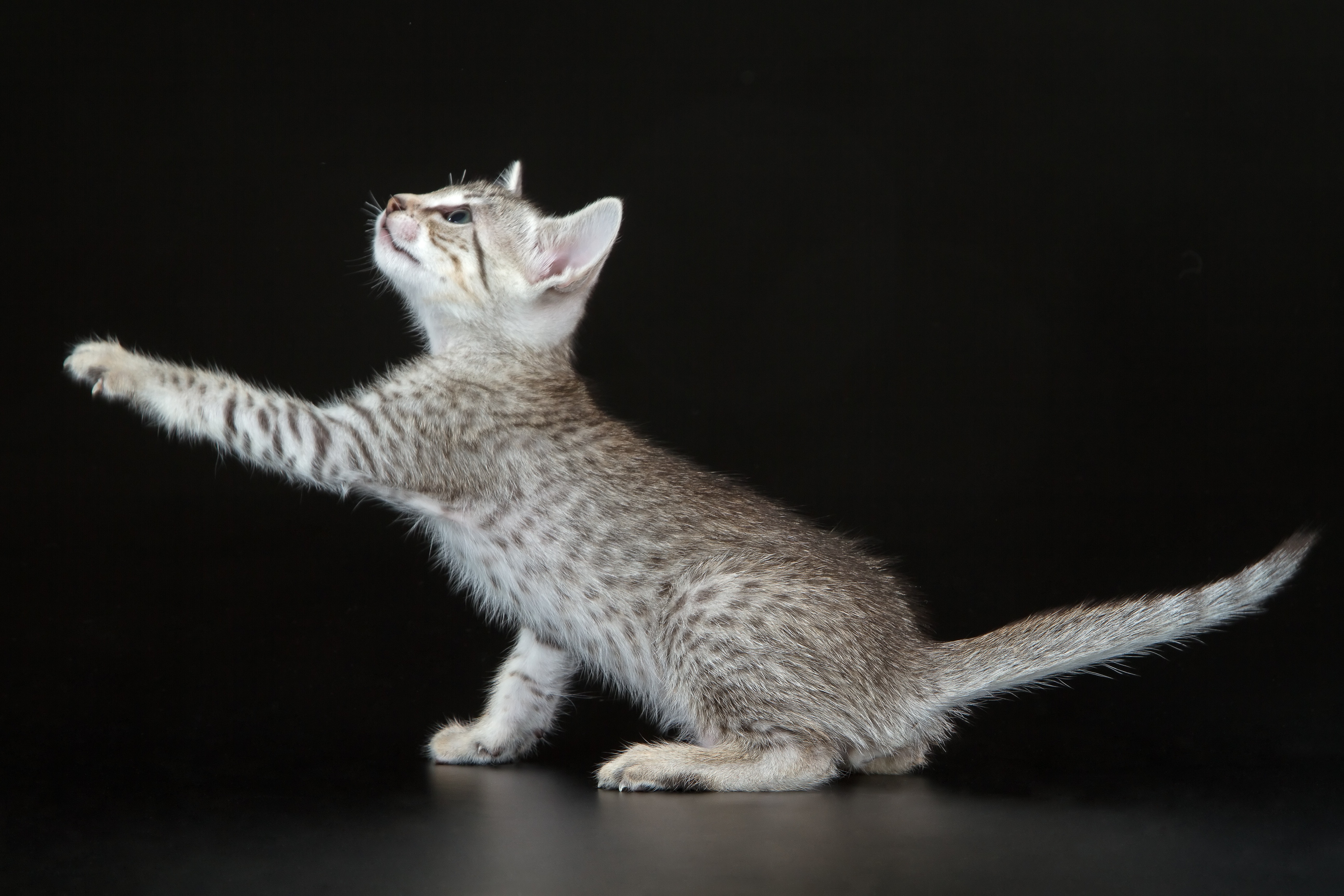 Eine kleine ägyptische Mau-Katze fixiert etwas und will es mit ihren Pfoten greifen.