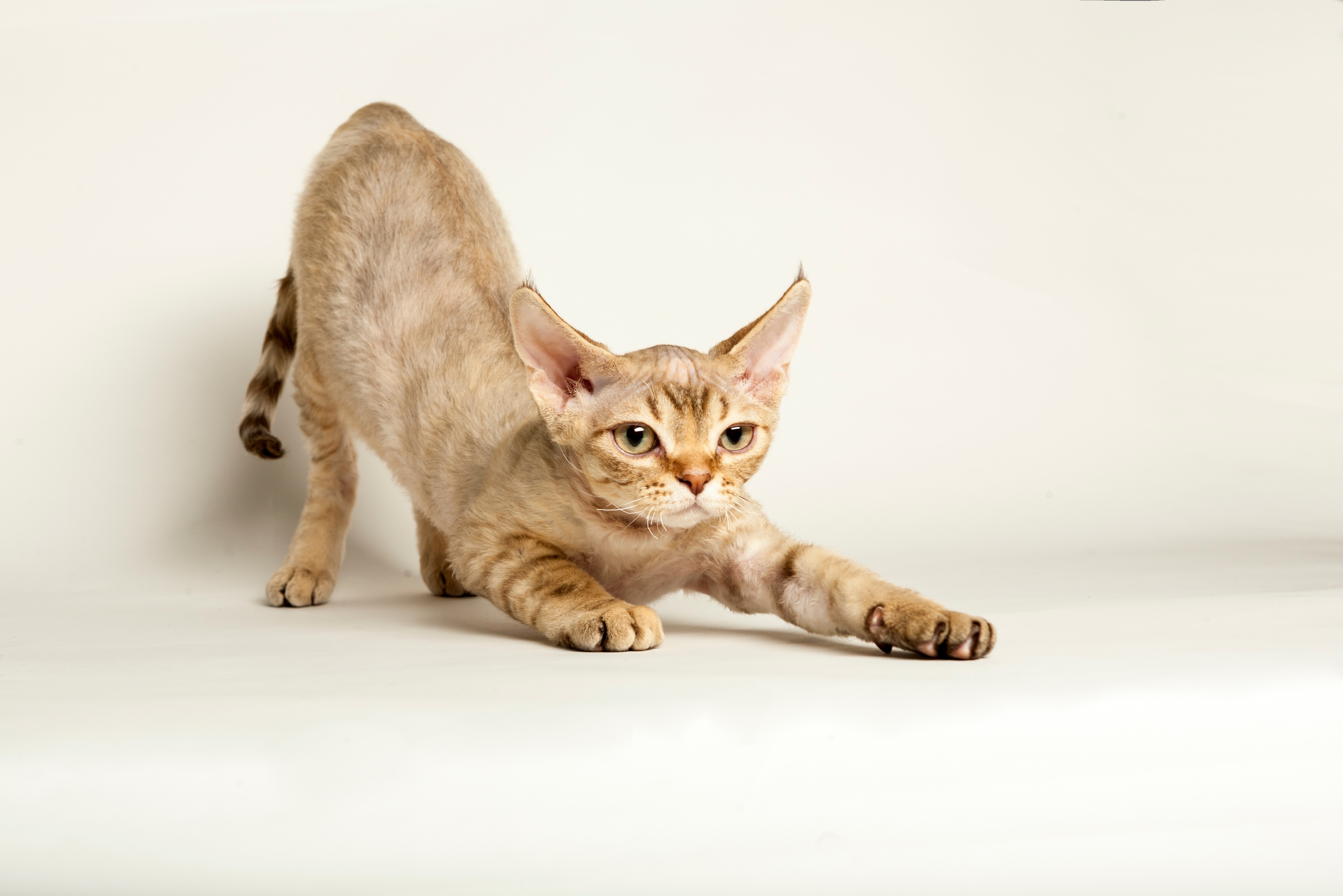 Devon Rex