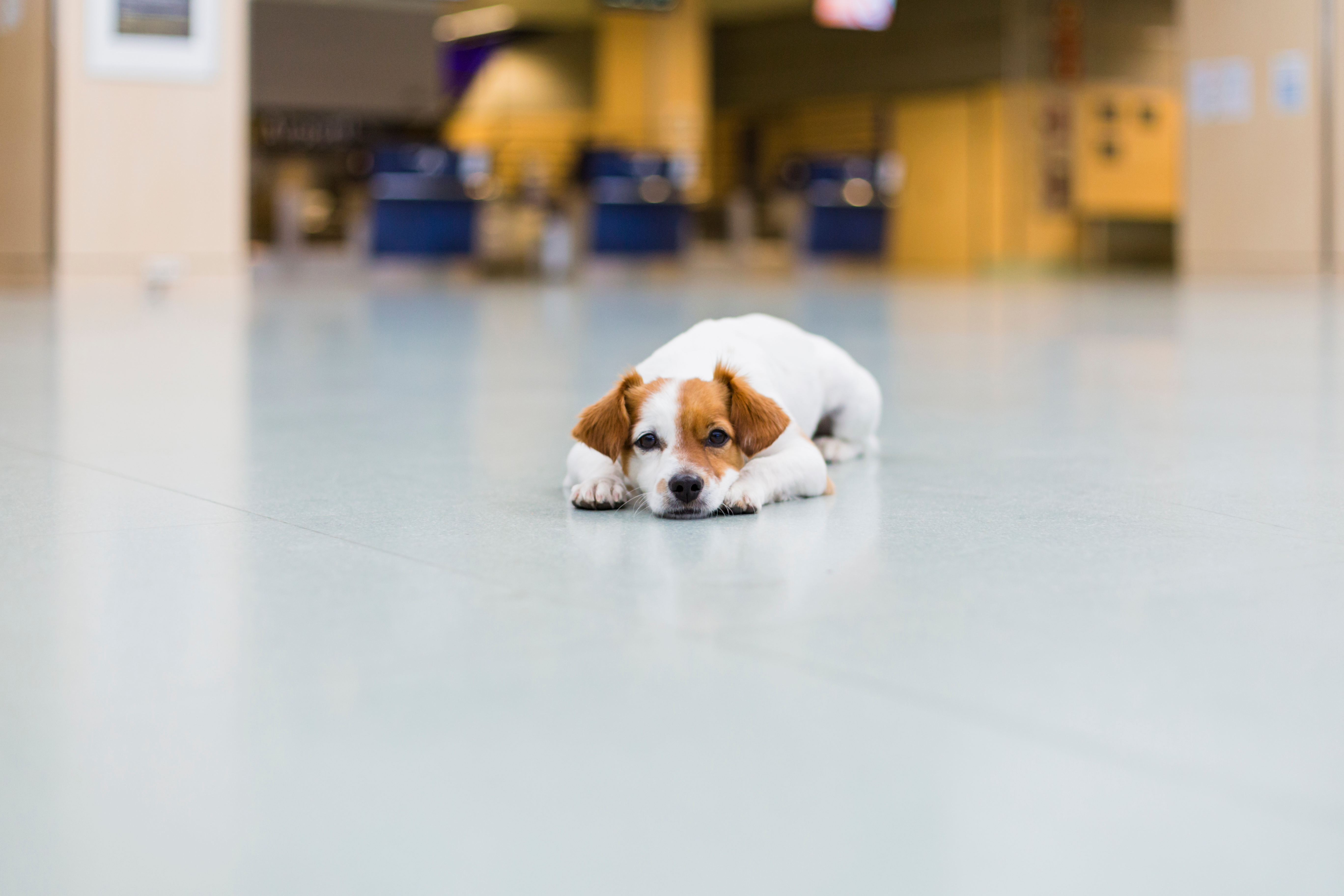 mit großem hund in kabine fliegen