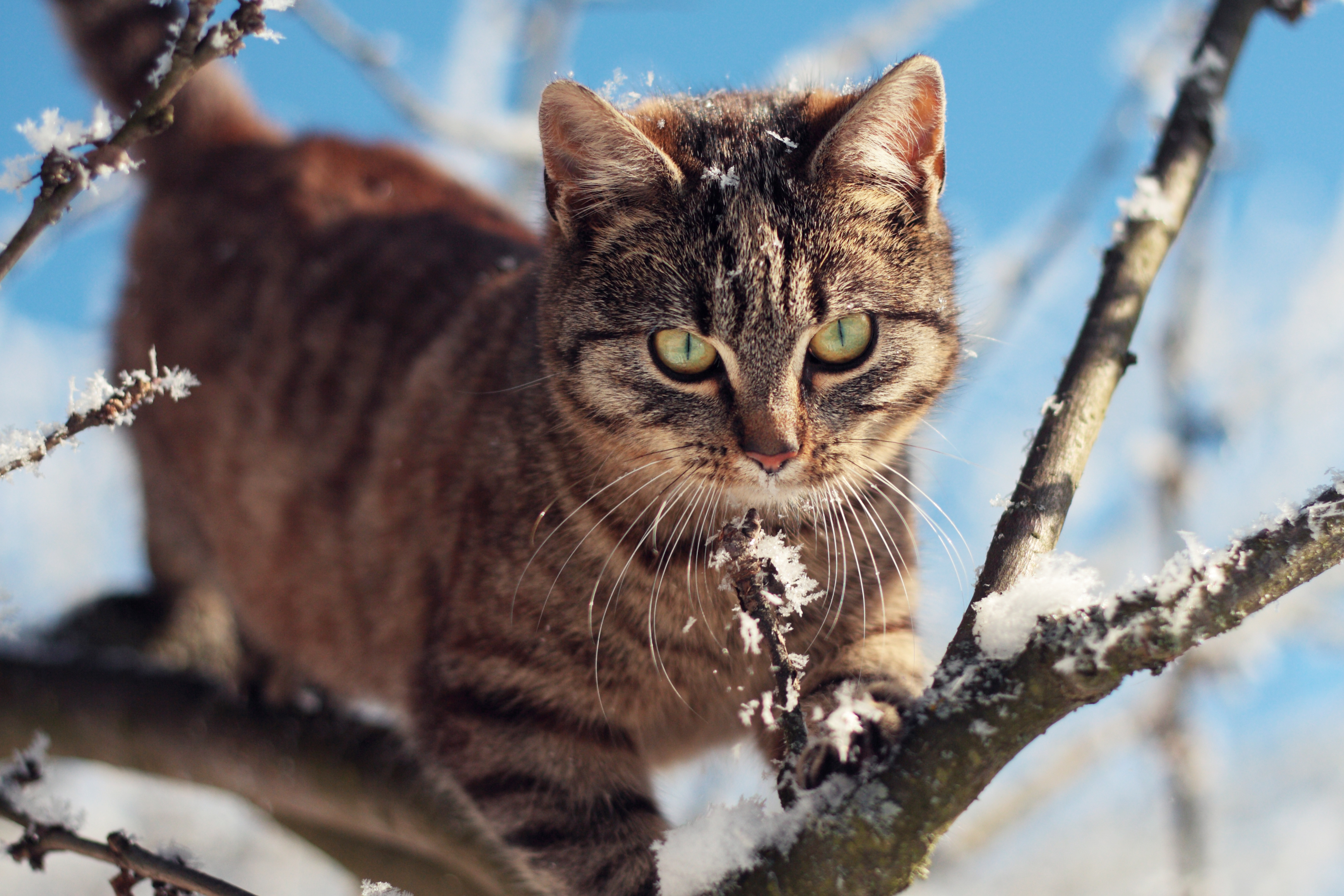 katzen-im-schnee