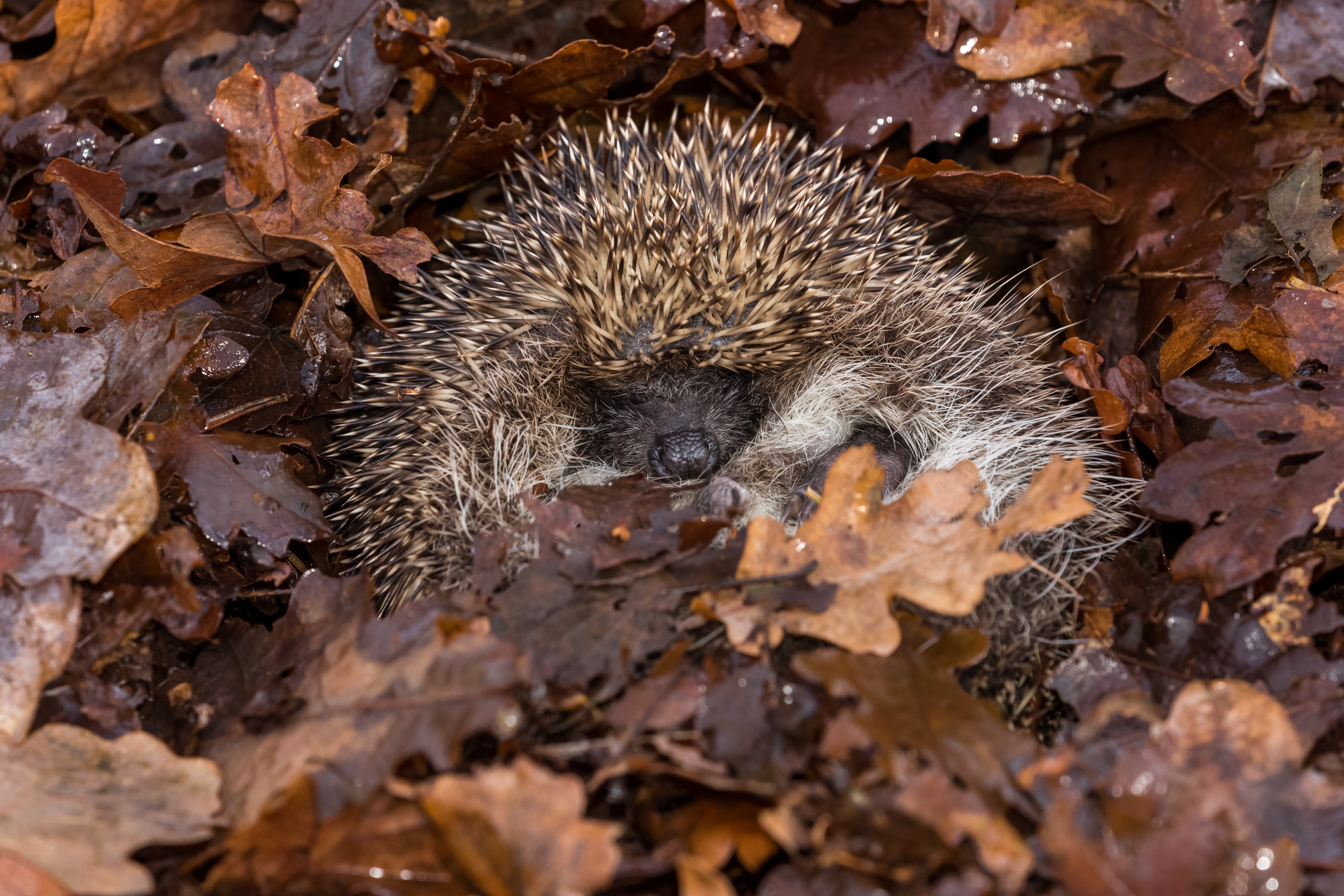 Igel Winterschlaf