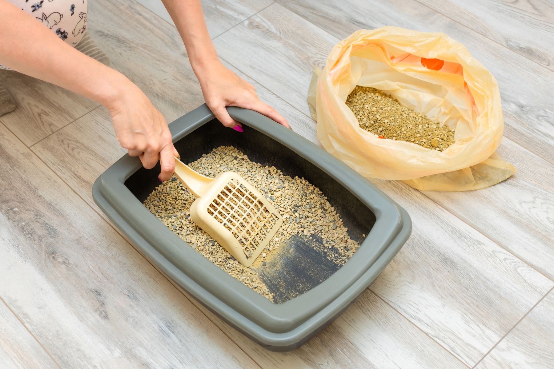 Katzenstreu entsorgen: Tipps, wie es richtig geht