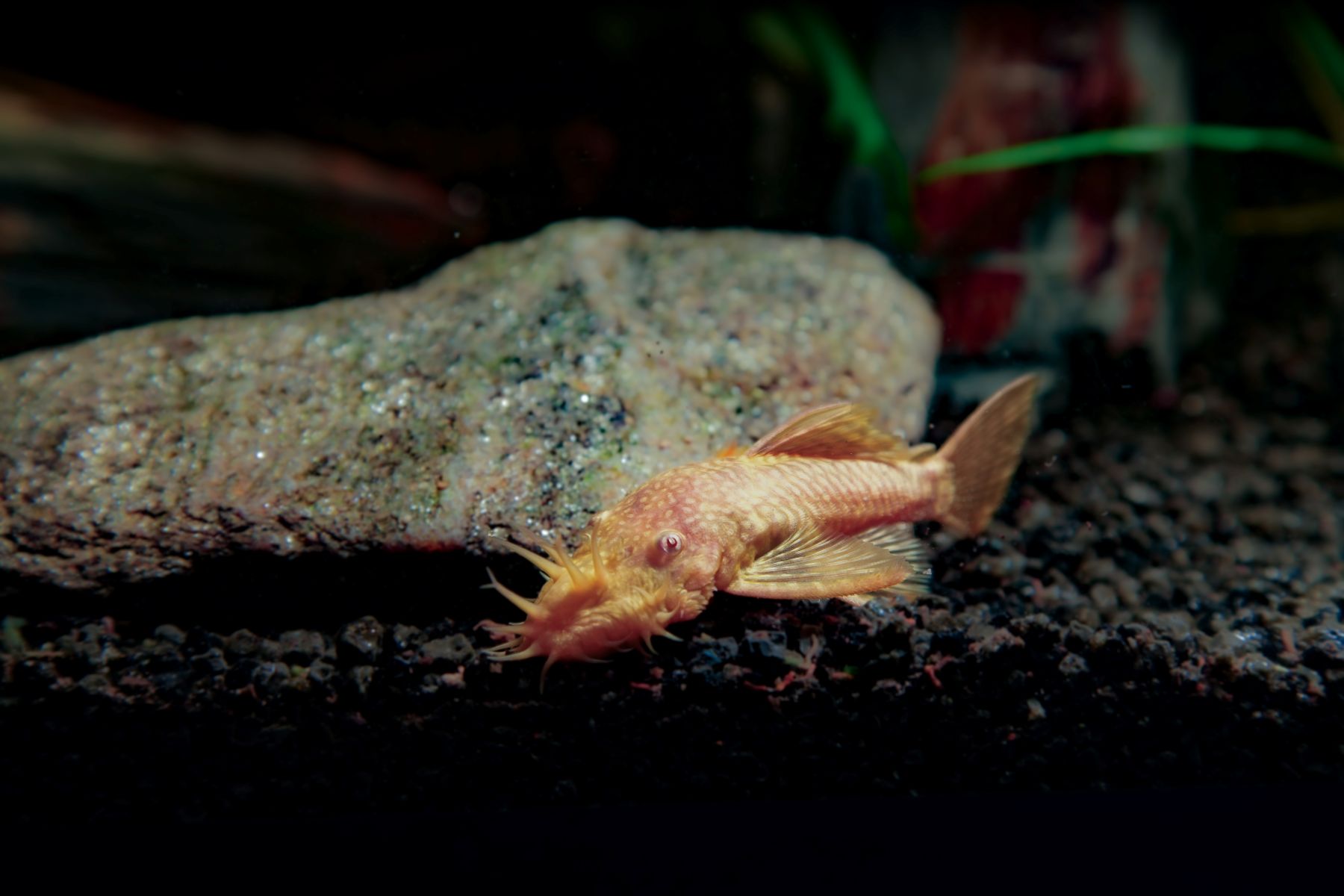 Ein orangener Antennenwels vor einem Stein in einem Aquarium mit schwarzem Kies