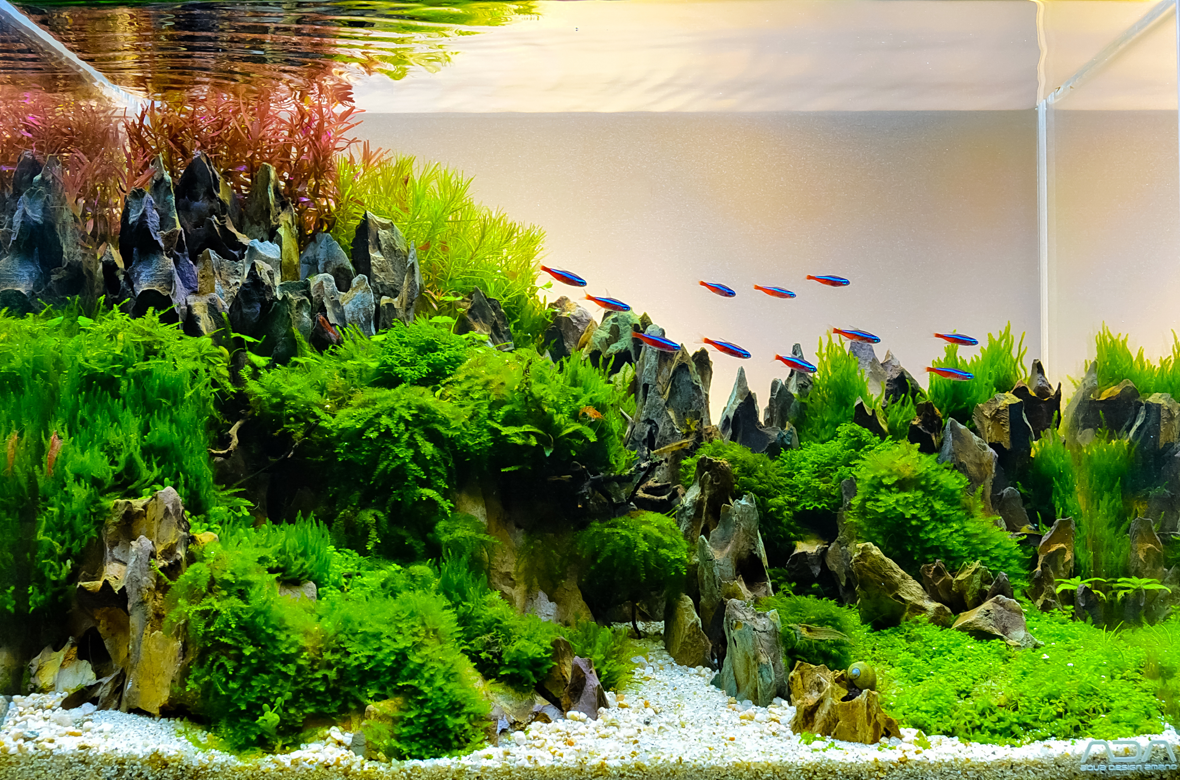 Aquascaping