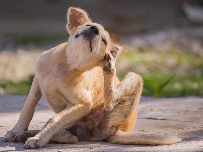 Hund kratzt sich am Ohr