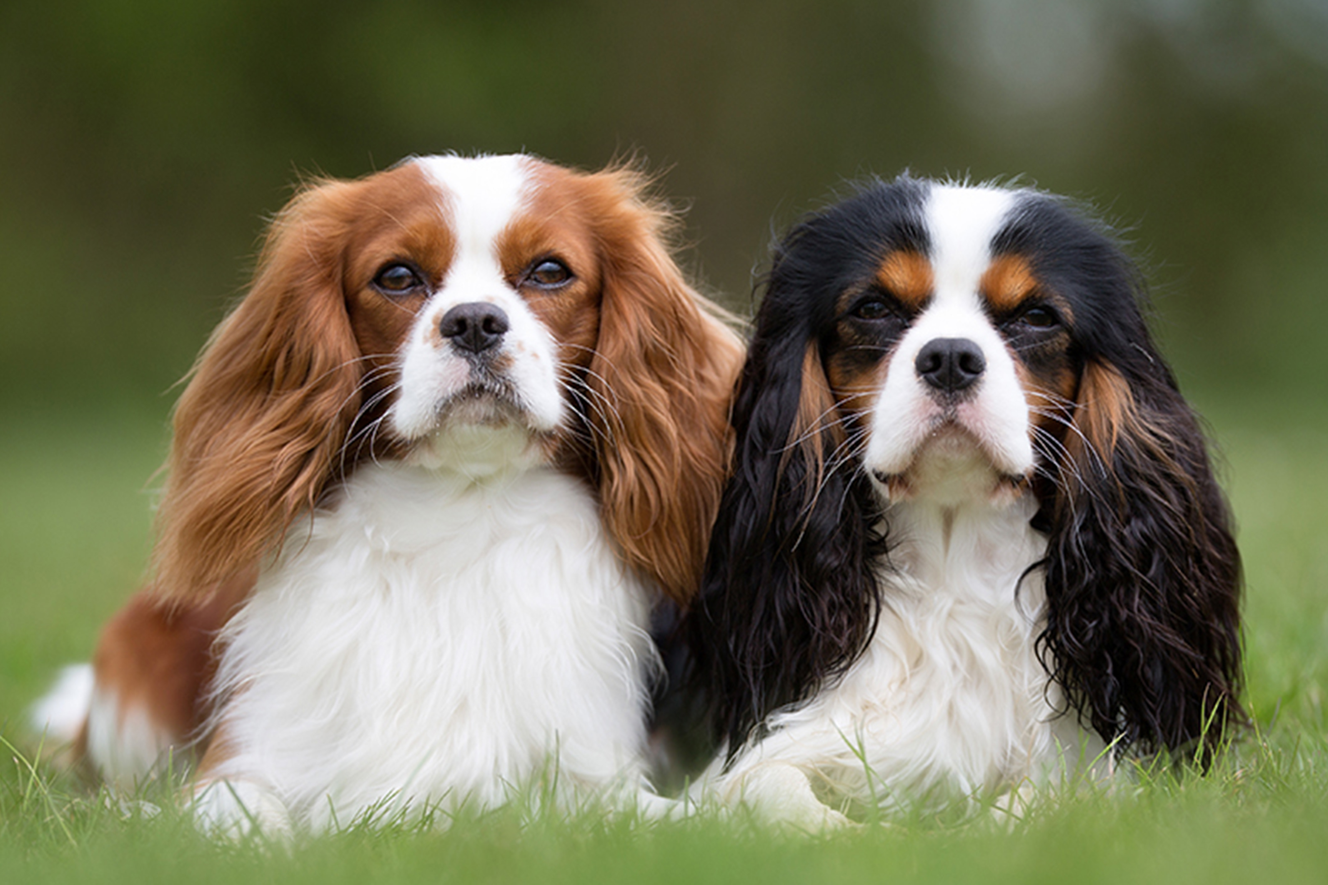 Zwei Cavalier King Charles Spaniel