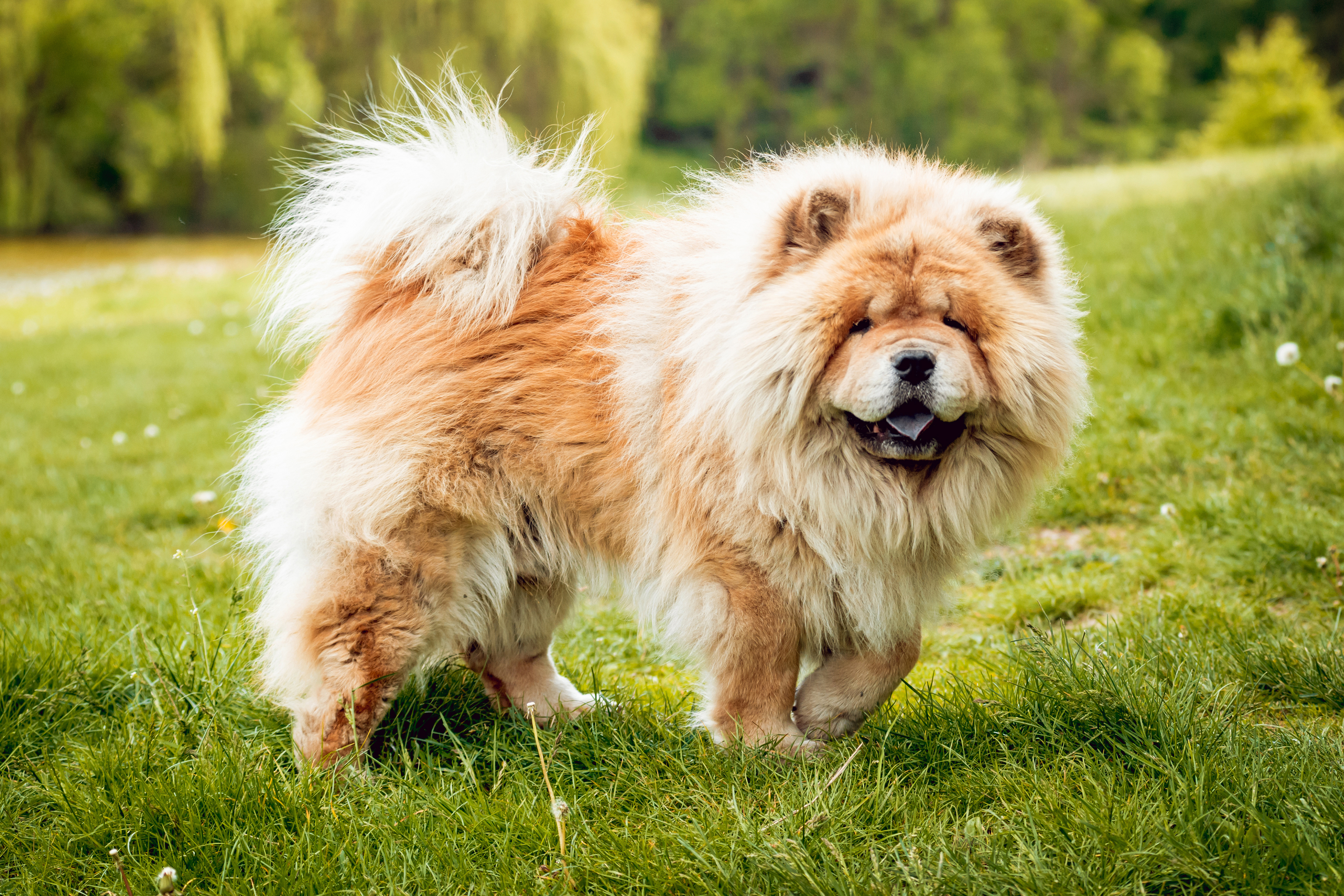 Chow Chow auf der Wiese