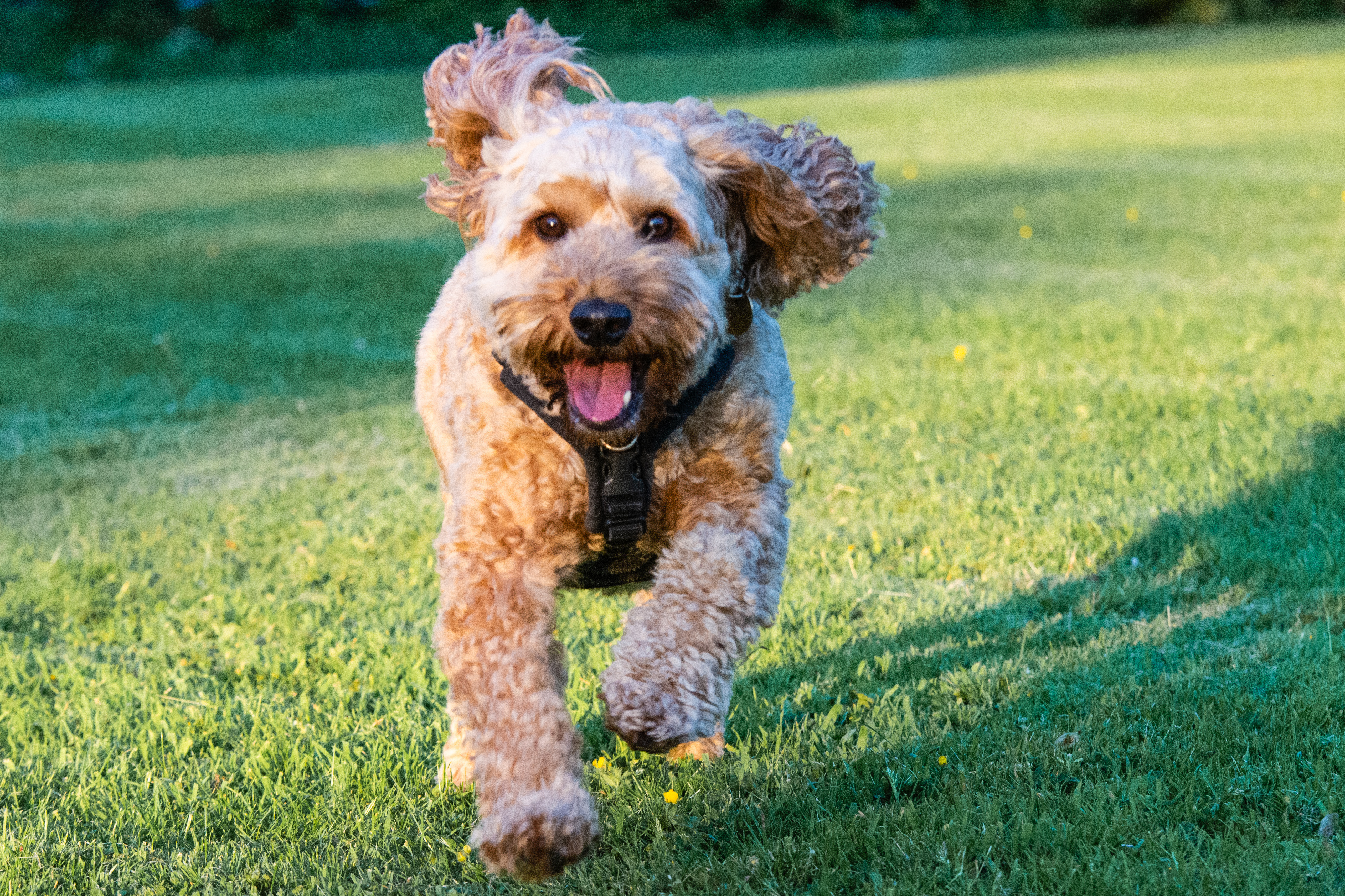 Cockapoo in Bewegung