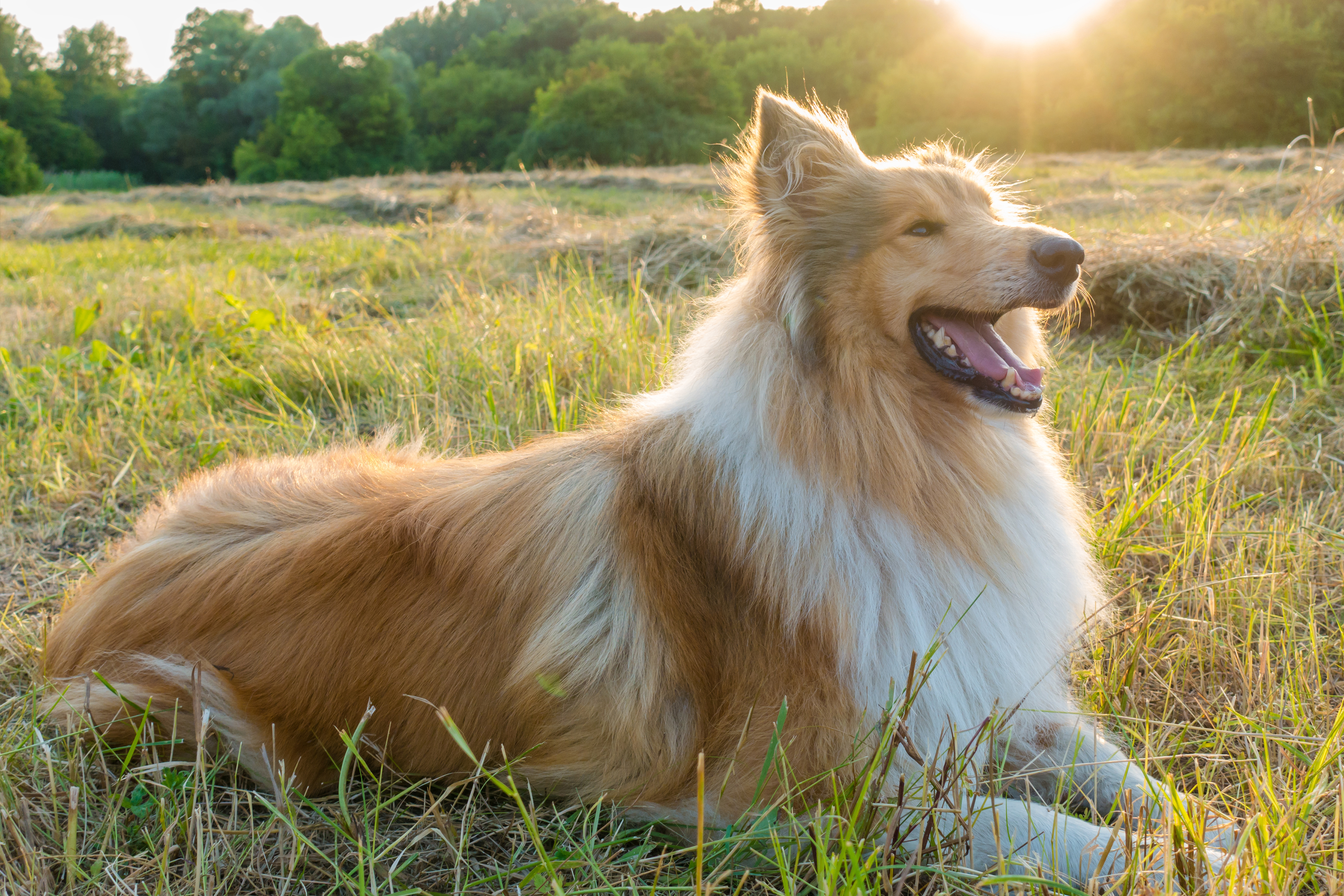 Collie liegt auf einer Wiese