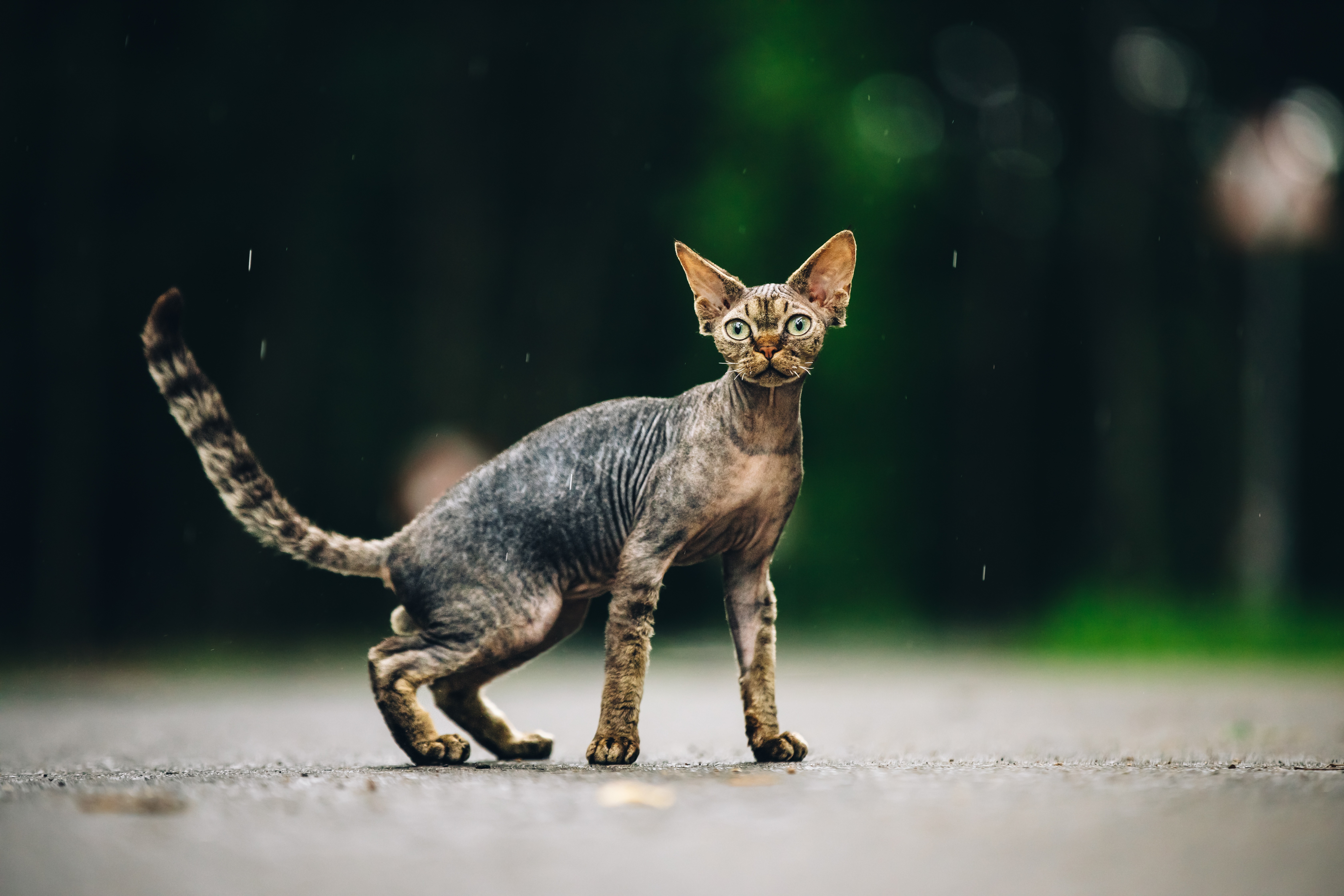 Eine Devon Rex steht aufmerksam da und fixiert etwas mit ihren großen, lebhaften Augen.