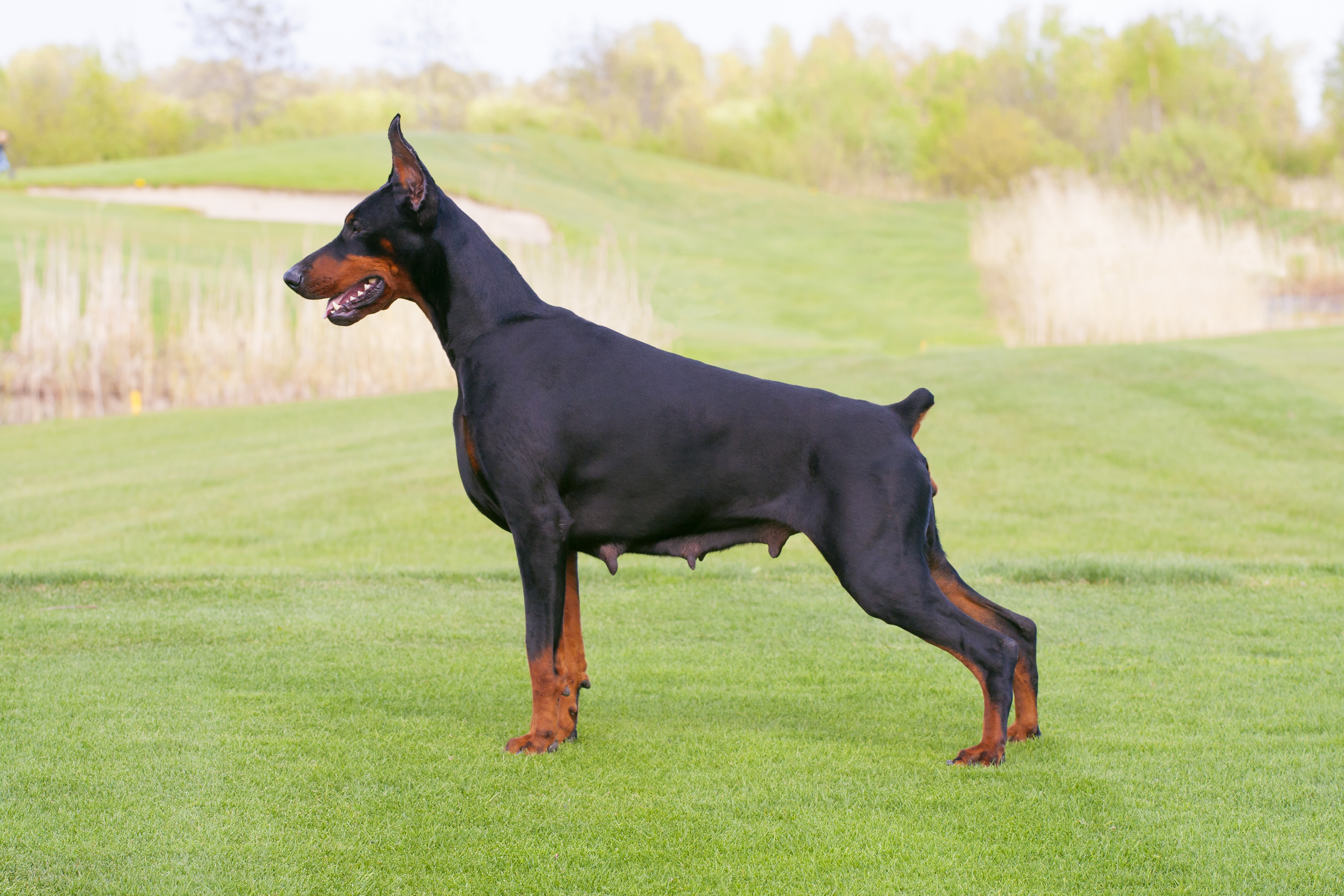 Dobermann mit kurzer Rute