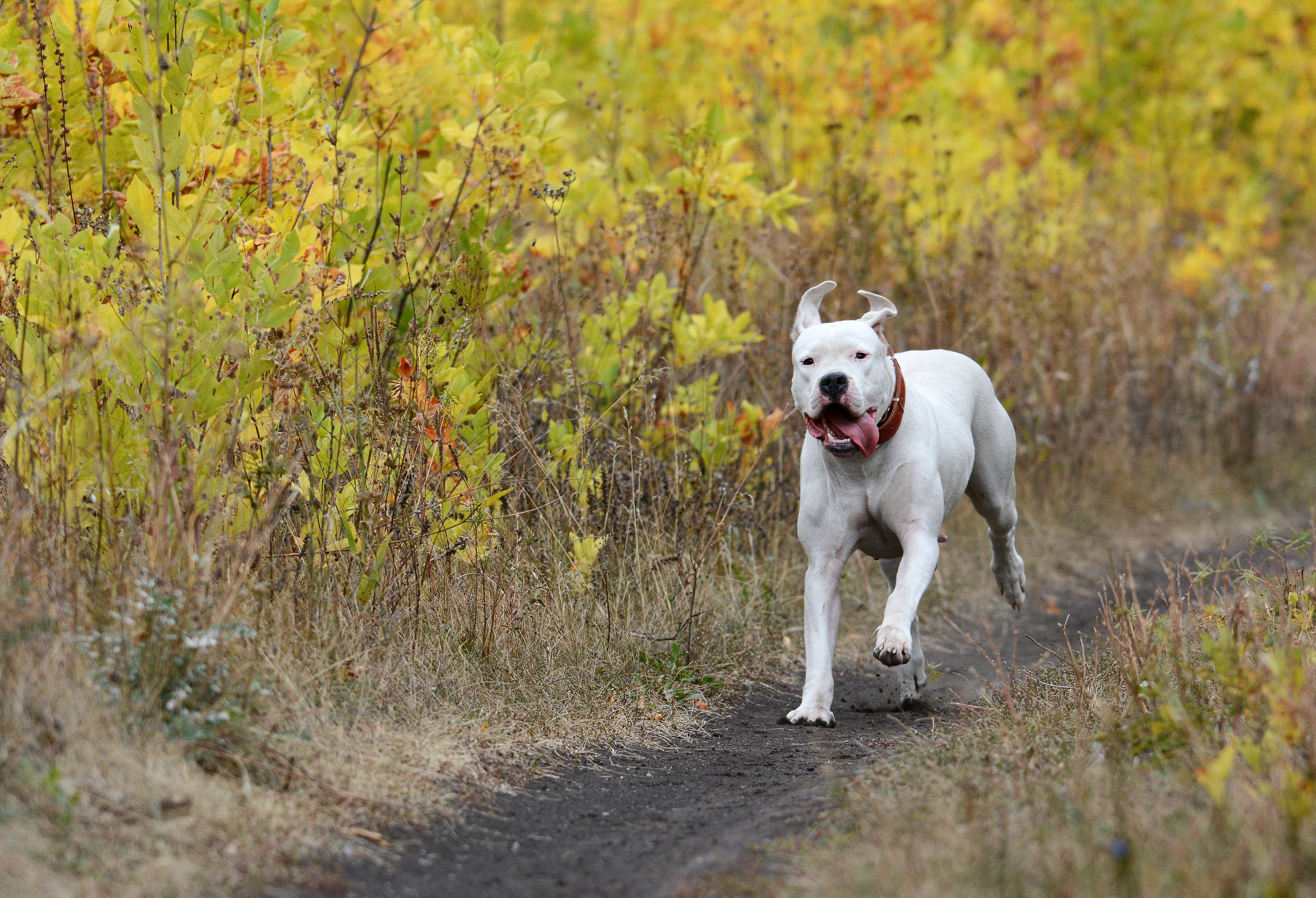 Dogo Argentino Bewegung