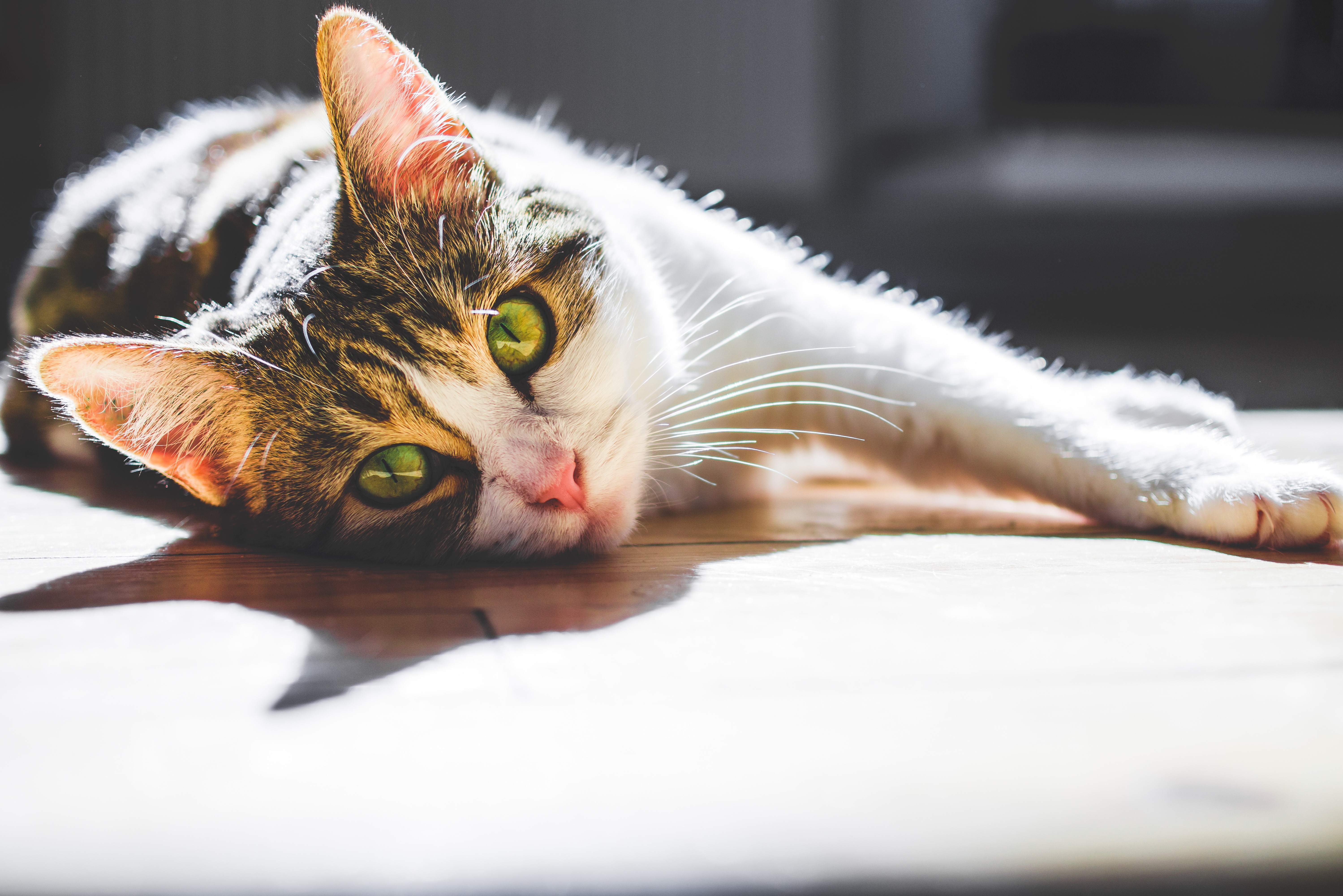 Eine Europäisch Kurzhaar Katze liegt entspannt und schaut mit niedlichem Blick nach vorne.