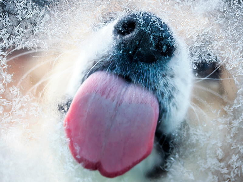 Hund leckt an Eiskristallen