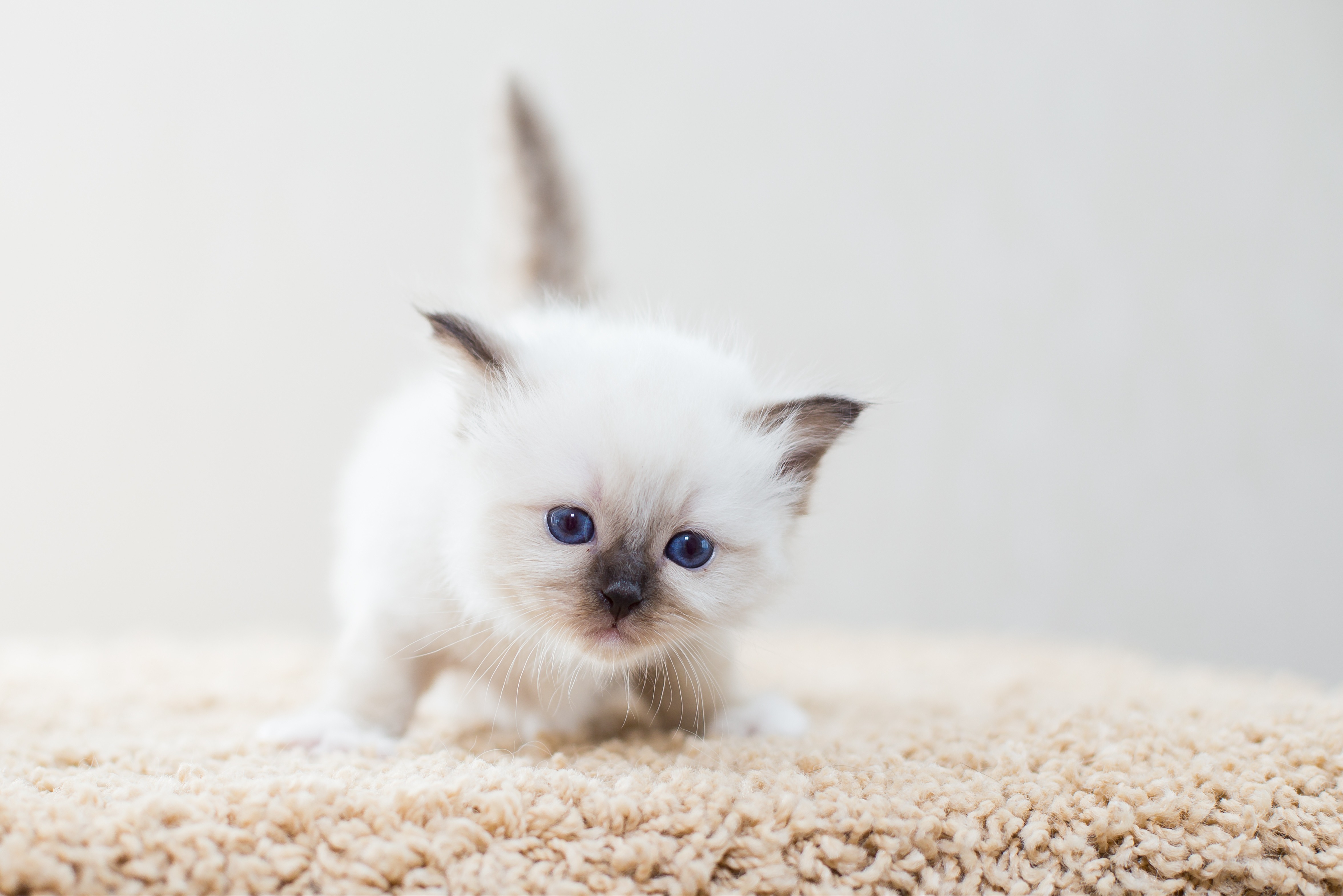 Ein Heilige Birma Kitten steht neugierig und beobachtet aufmerksam.