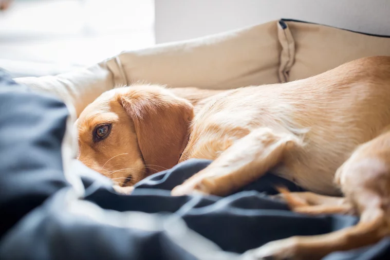 Kranker Hund schläft im Körbchen