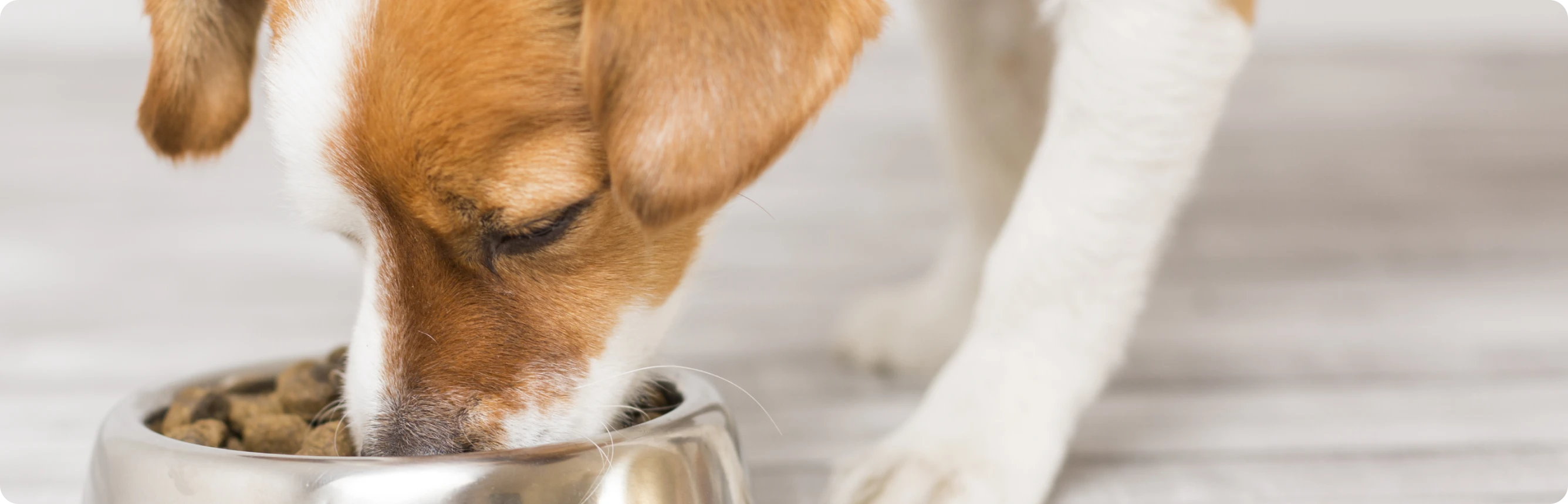 Hunde Ernährung Ratgeber