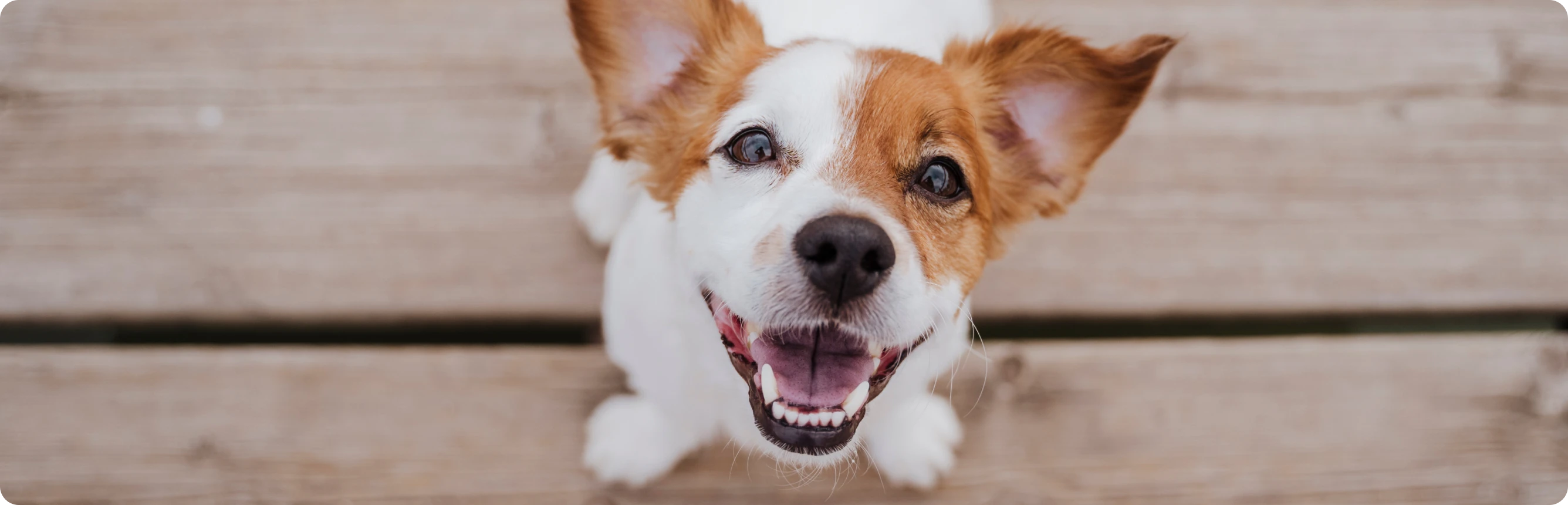 Hunde Ratgeber Übersicht