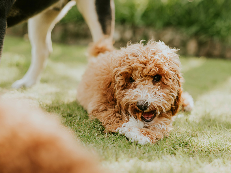 Hund auf der Wiese frisst ein Leckerli