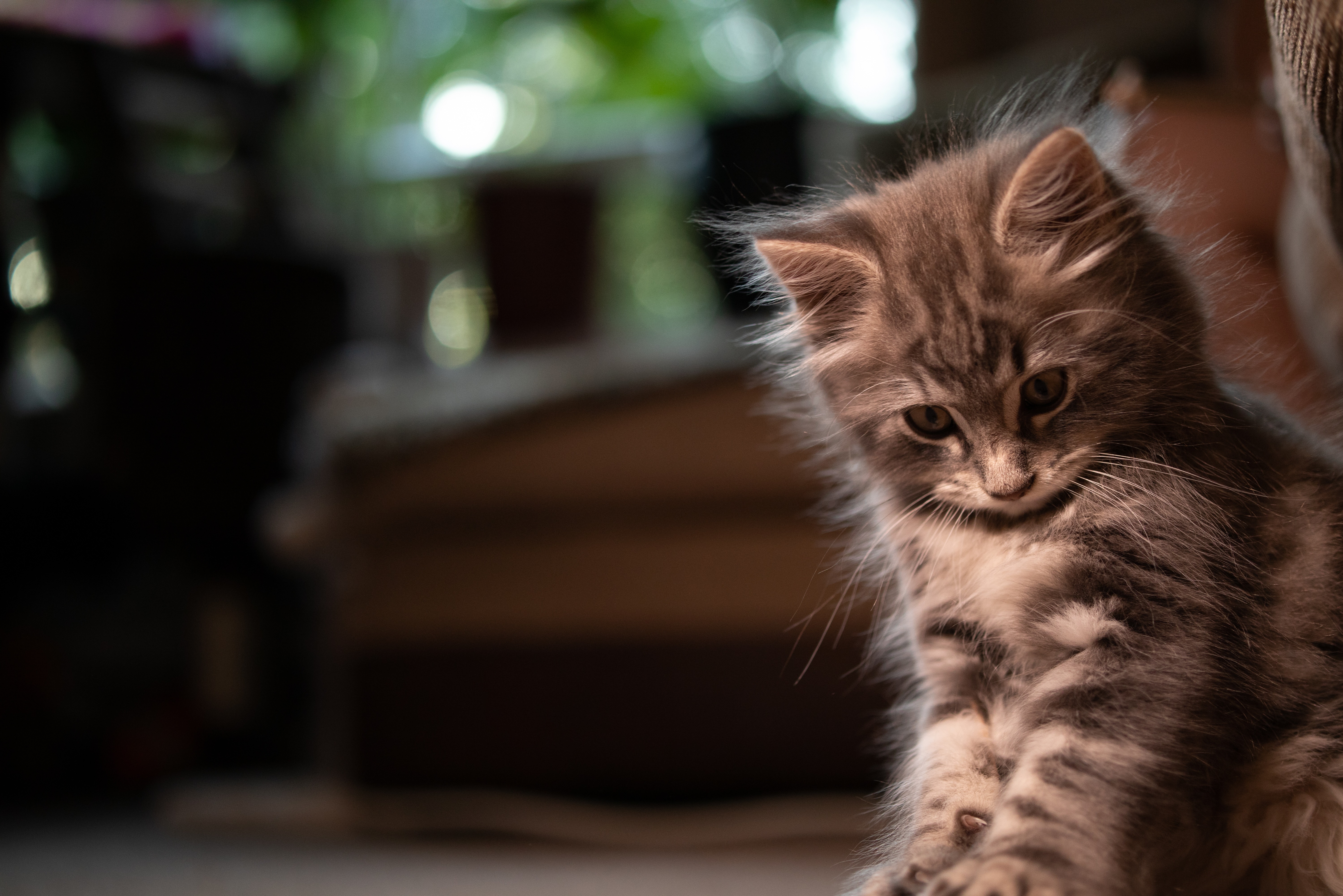 Ein Norwegisches Waldkatzen-Kitten schaut fasziniert und völlig in seinen Blick vertieft.