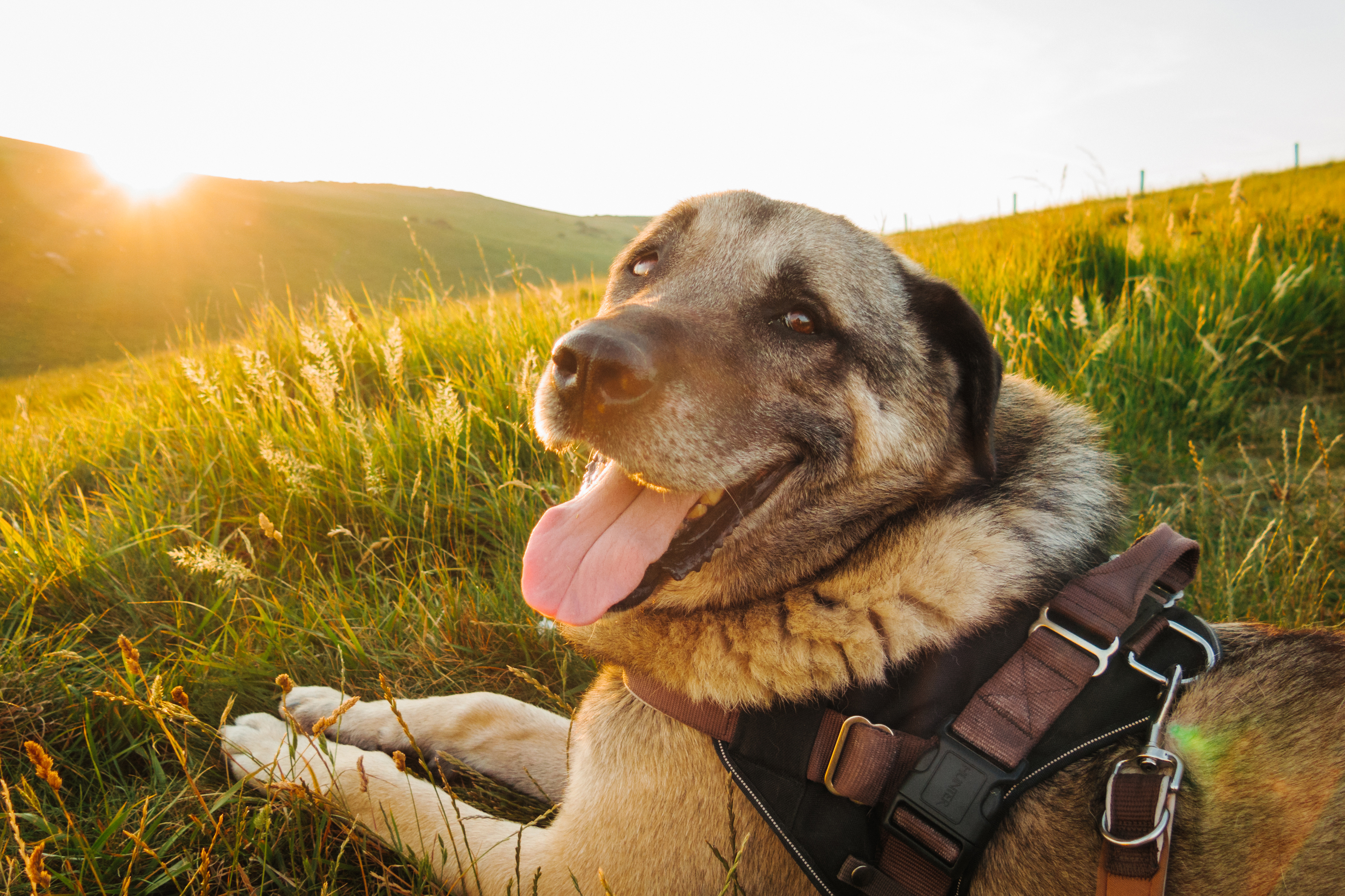 Kangal auf Wiese