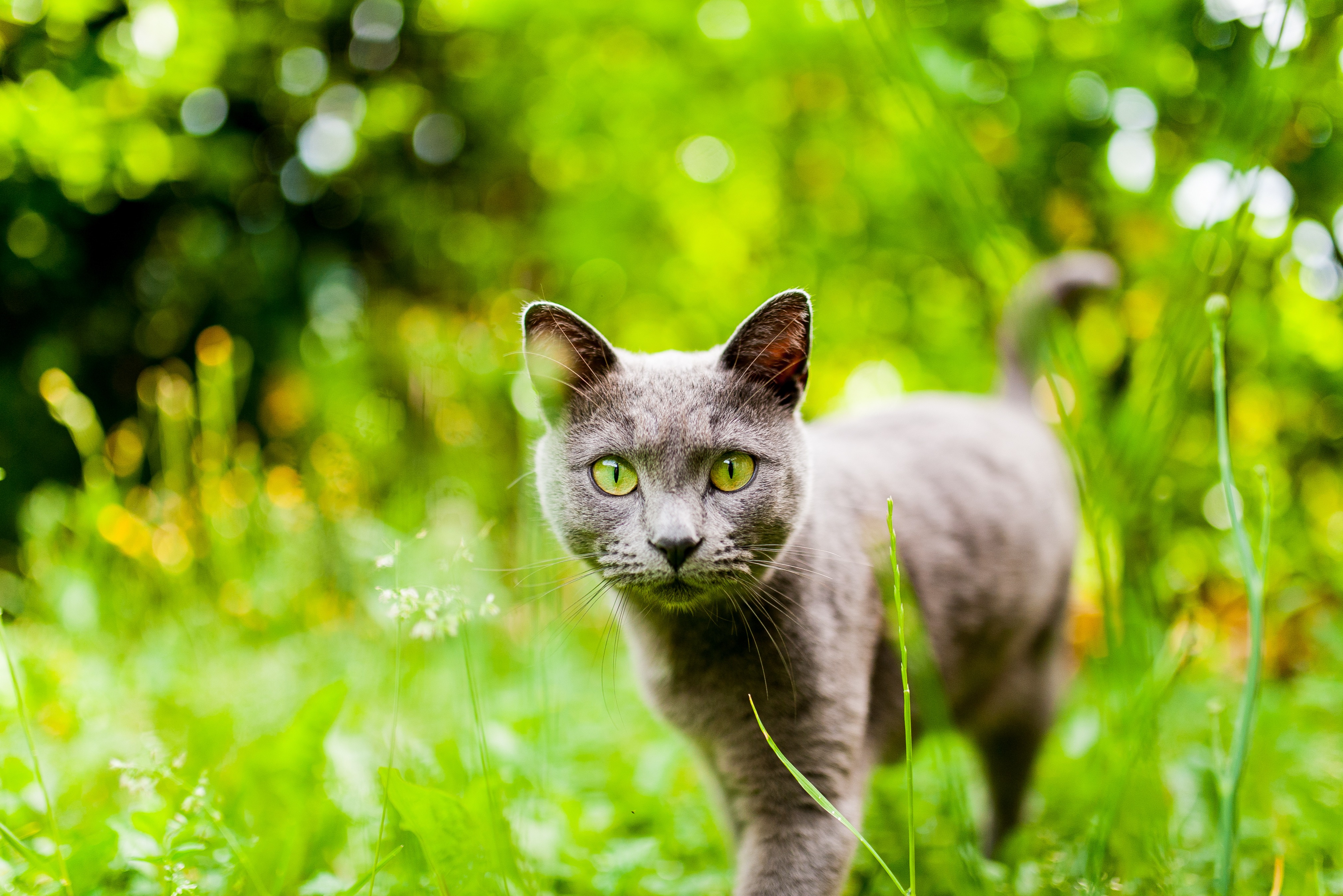 Eine Kartäuserkatze läuft elegant durch den Garten.