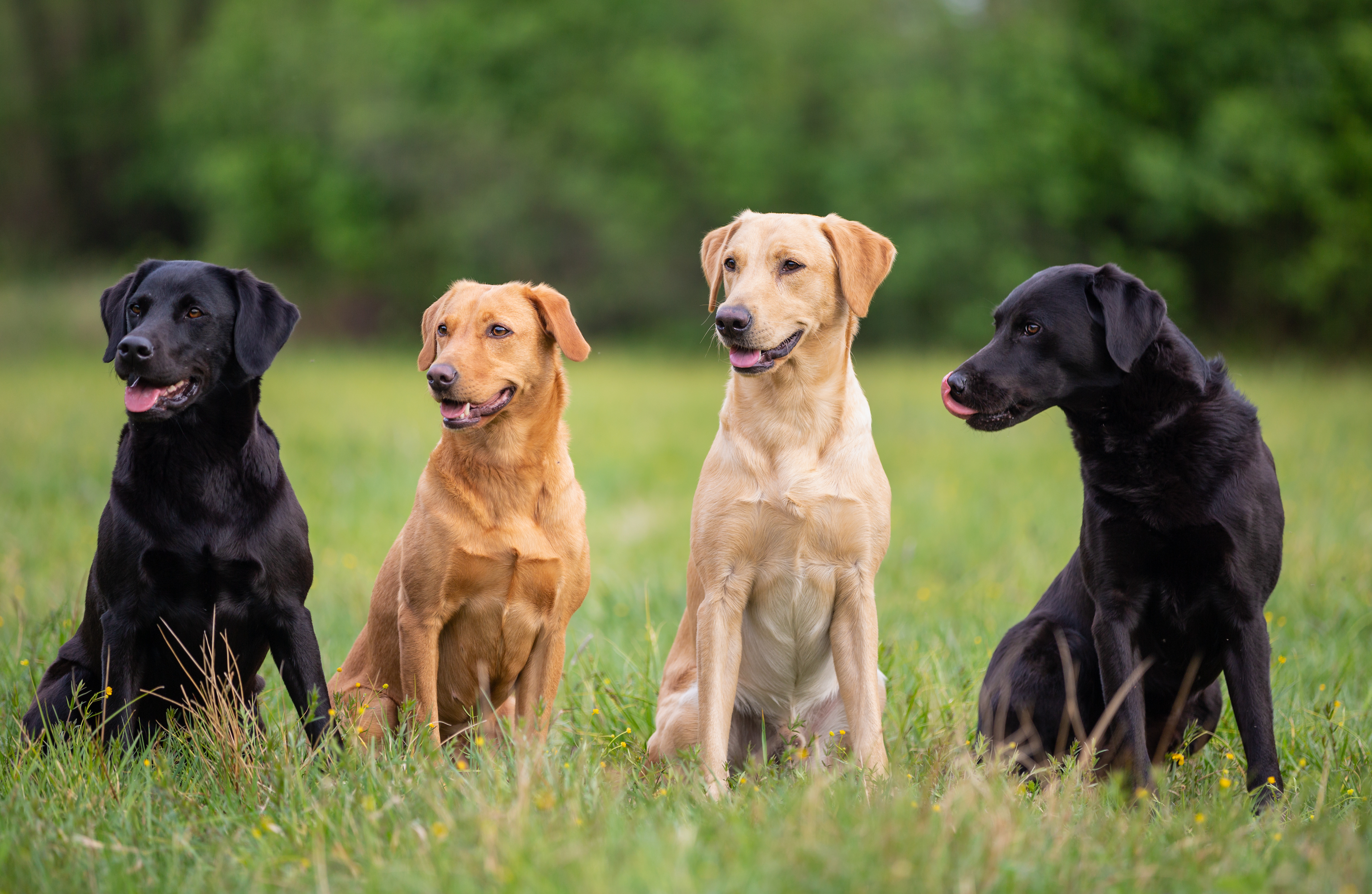 Labrador Retriever Farben