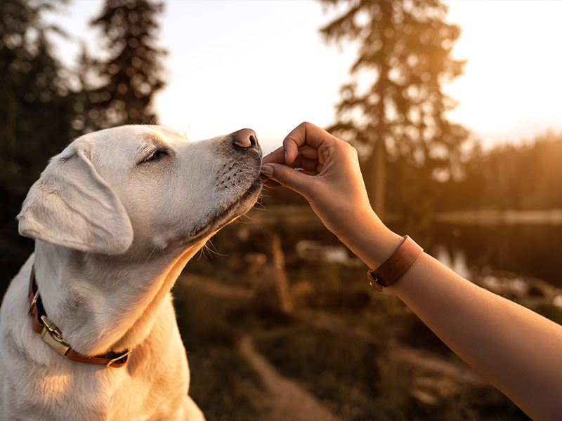 Labrador wird mit Leckerli konditioniert