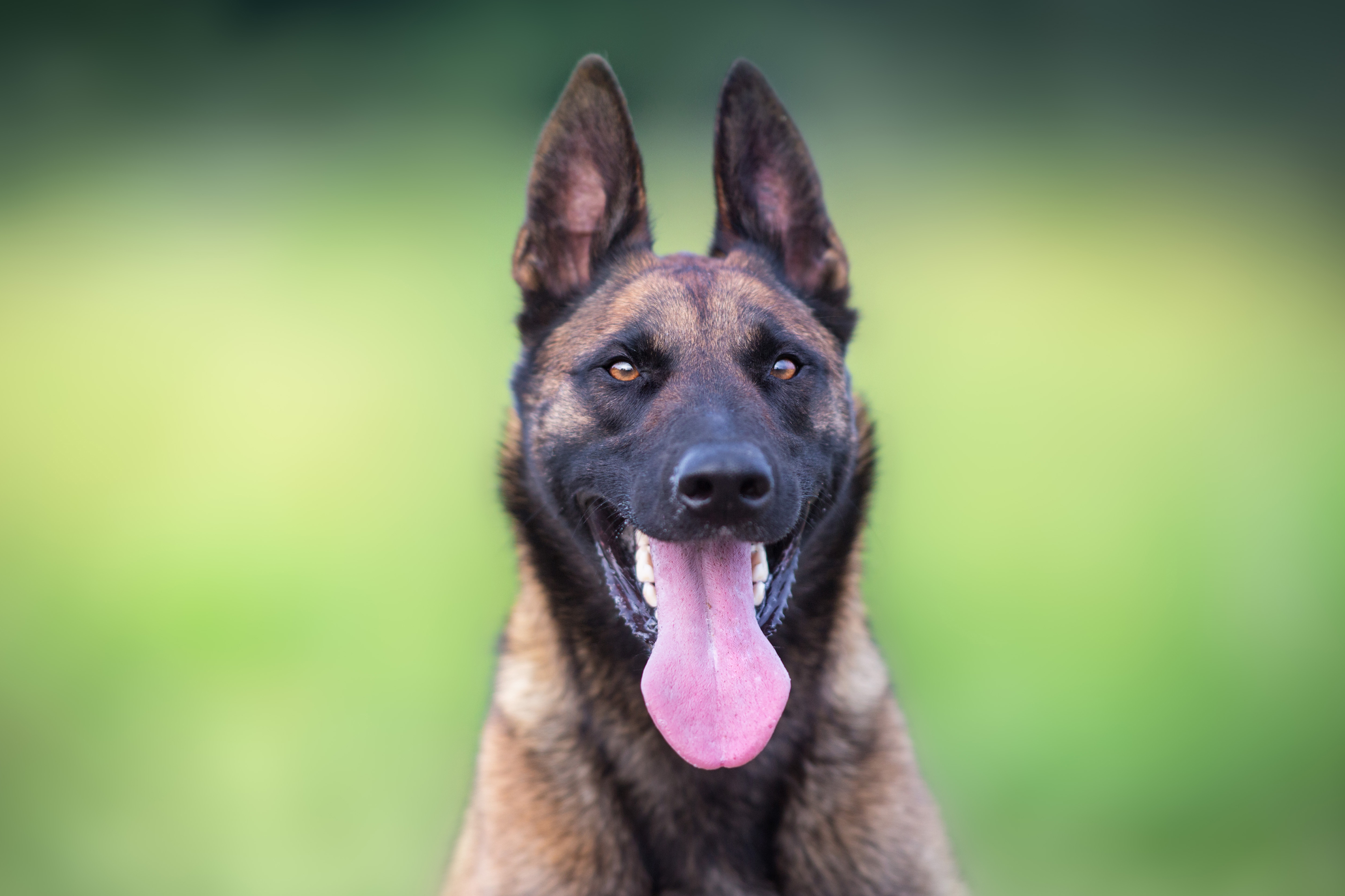 Malinois Portrait