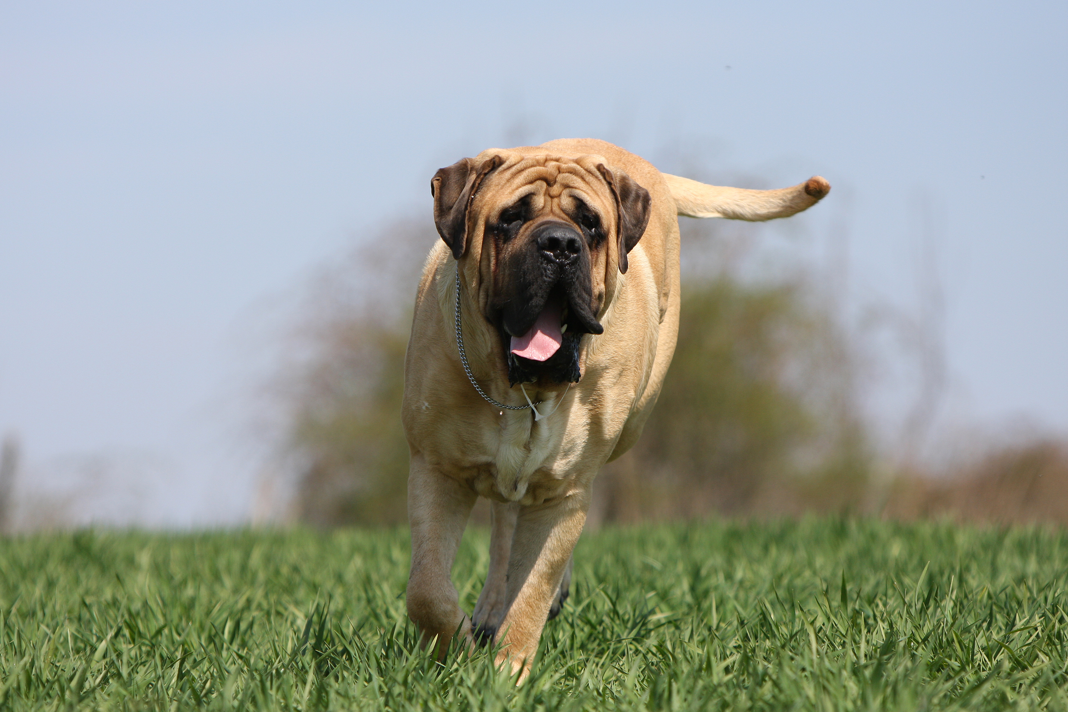 Mastiff in Bewegung