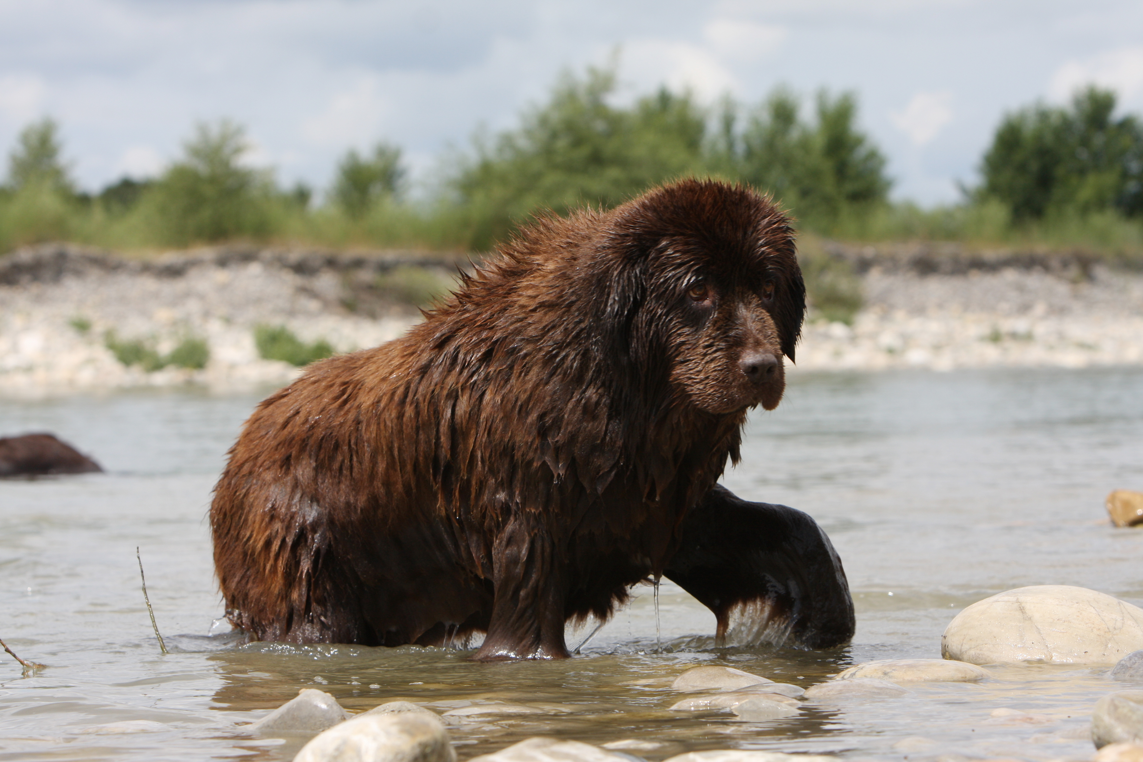 Neufundländer komt aus dem Wasser