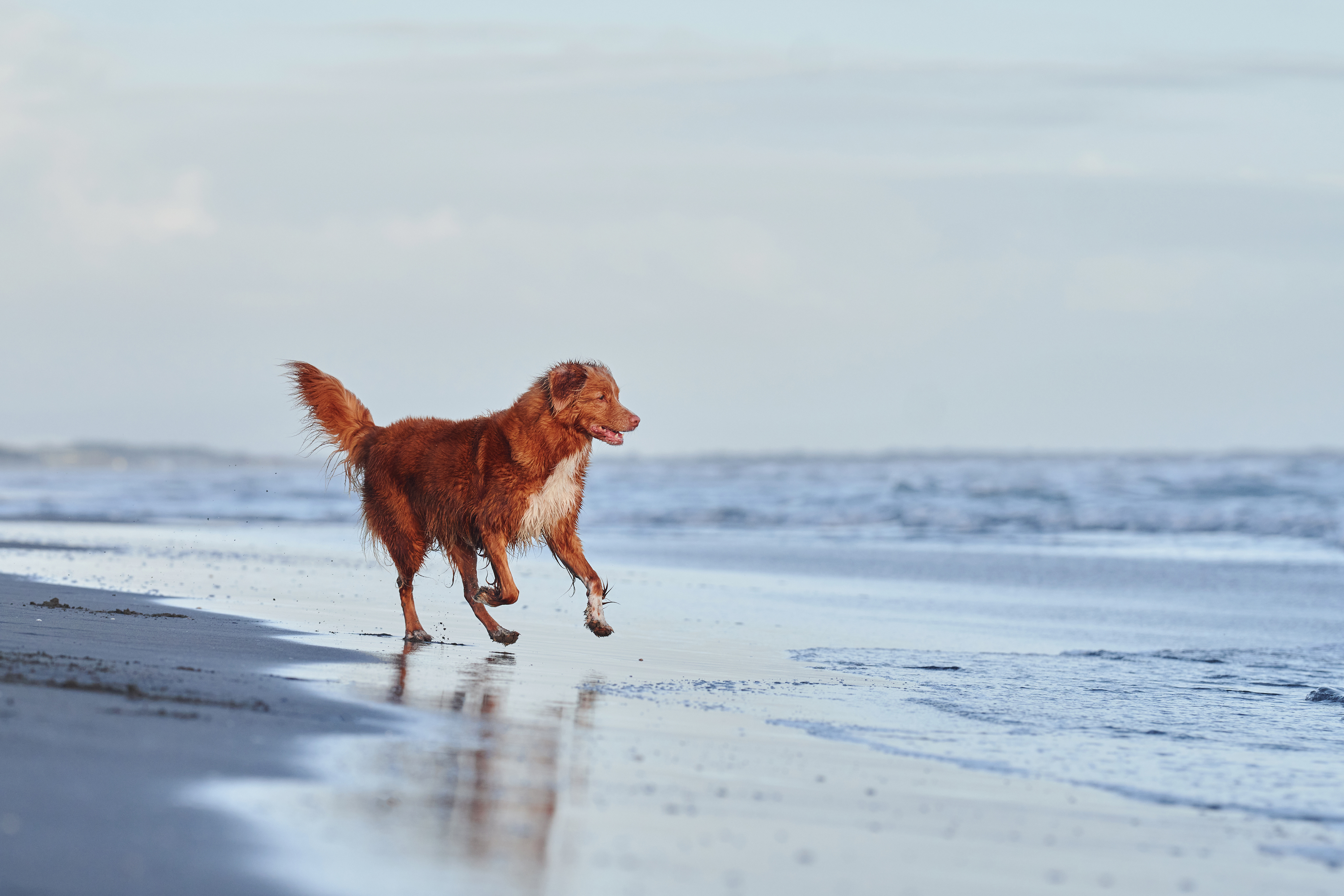 Nova Scotia Duck Tolling Retriever Bewegung