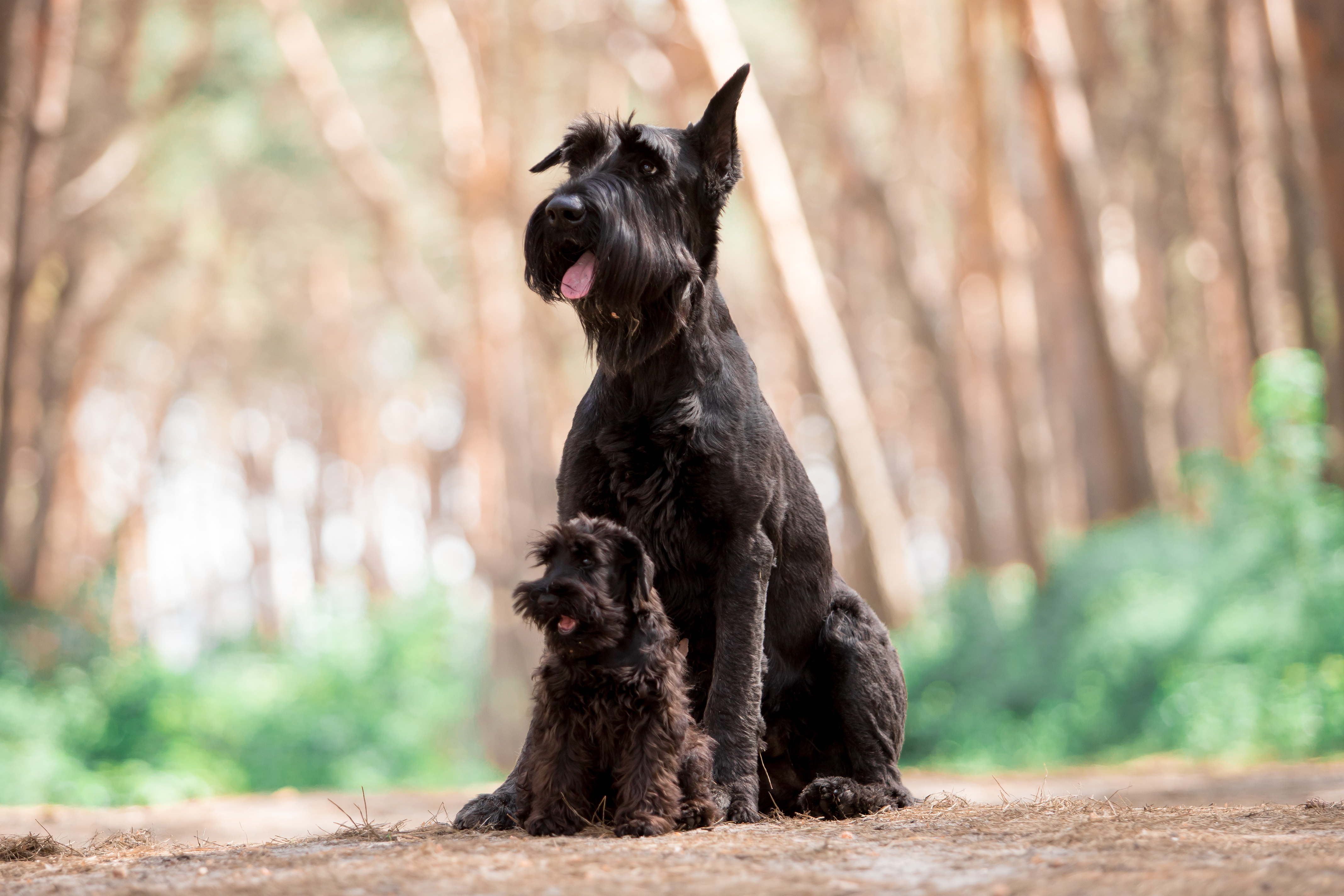 Riesenschnauzer_und_Black_Russian_Terrier_sitzen_im_Wald