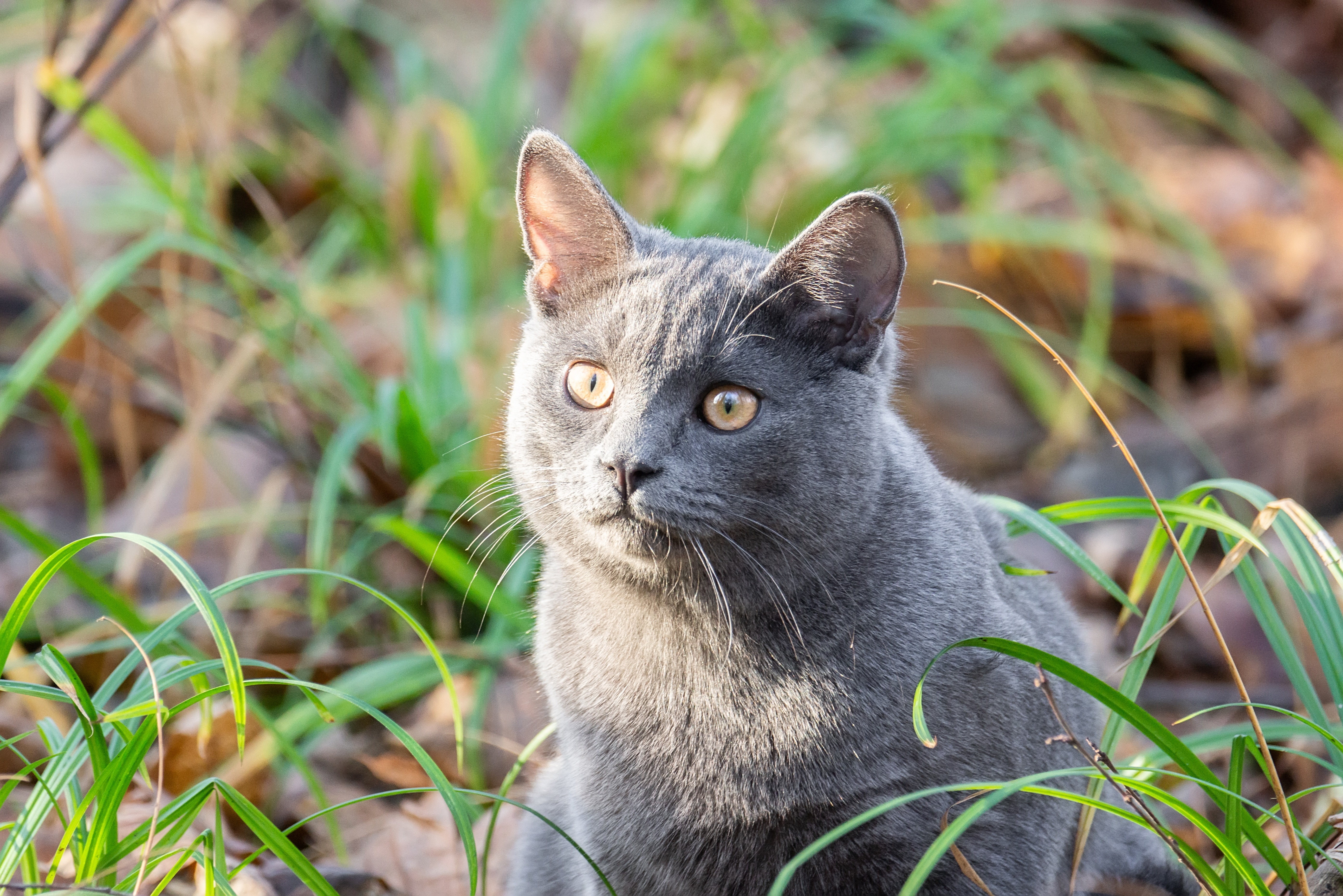 Eine Russisch-Blau-Katze steht zwischen den Rasenflächen und schaut neugierig umher.