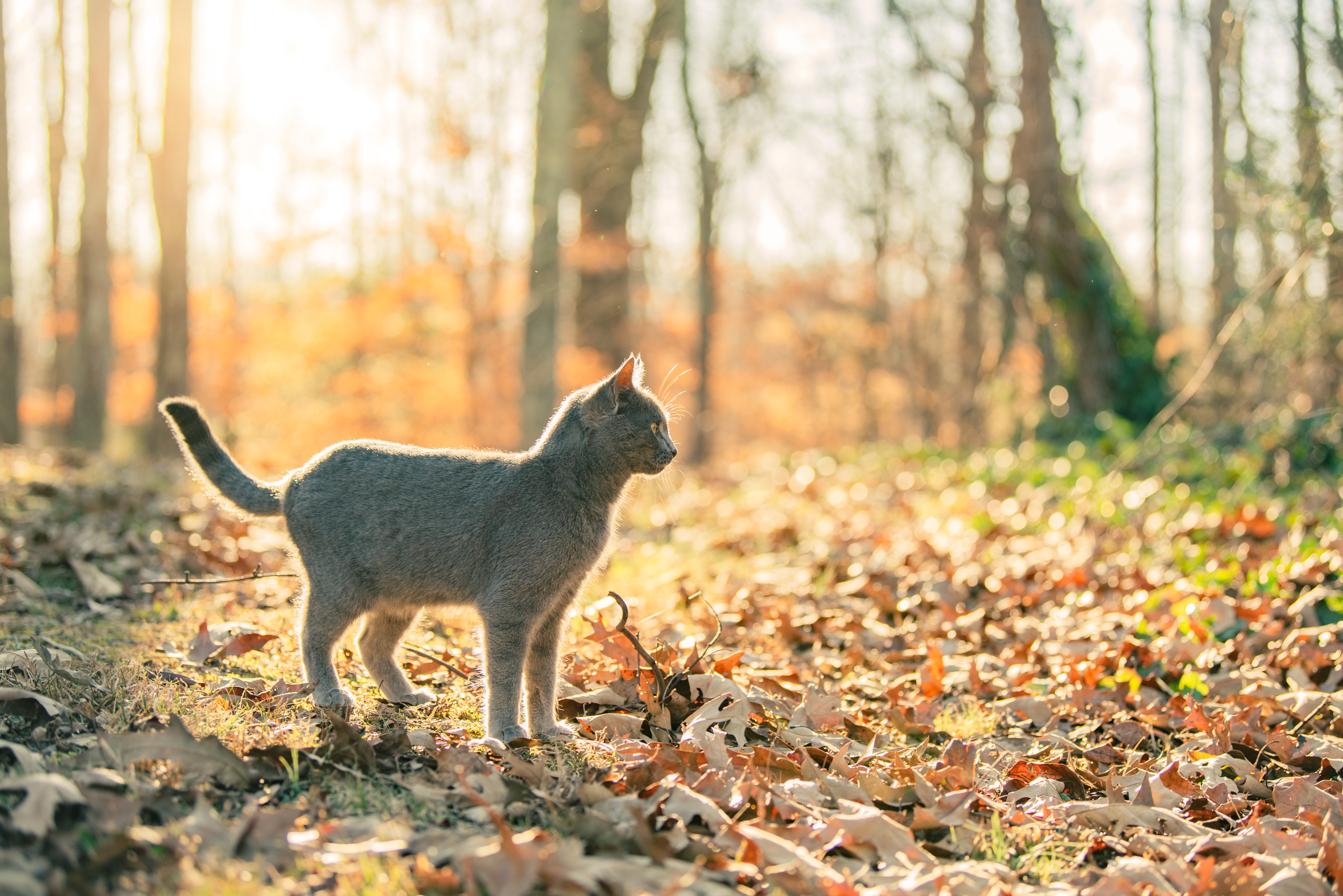 Eine Russisch Blau Katze steht ruhig im Wald und blickt aufmerksam um sich.