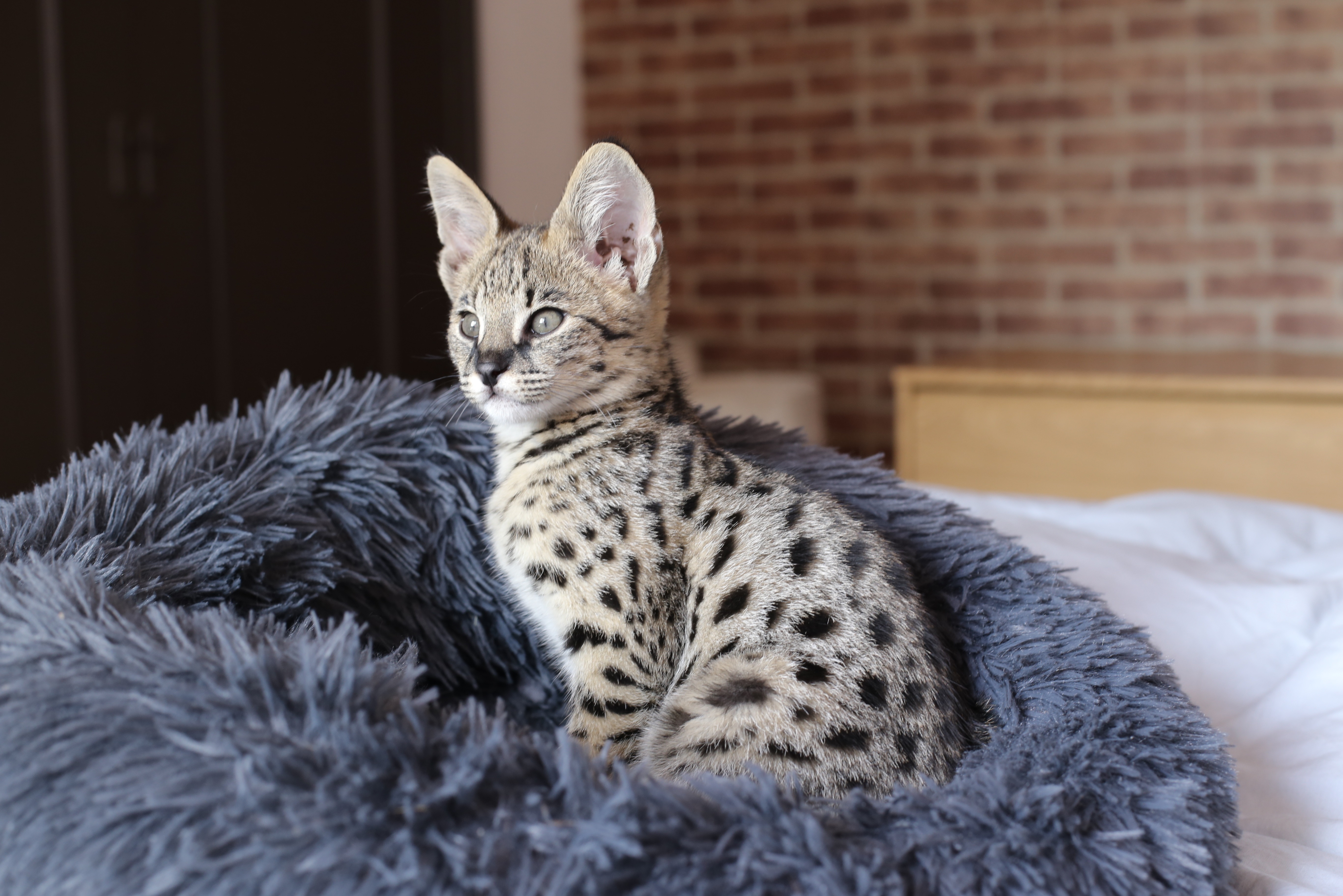 Ein Savannah Kitten ist an seinem Platz und blickt neugierig in die Weite.