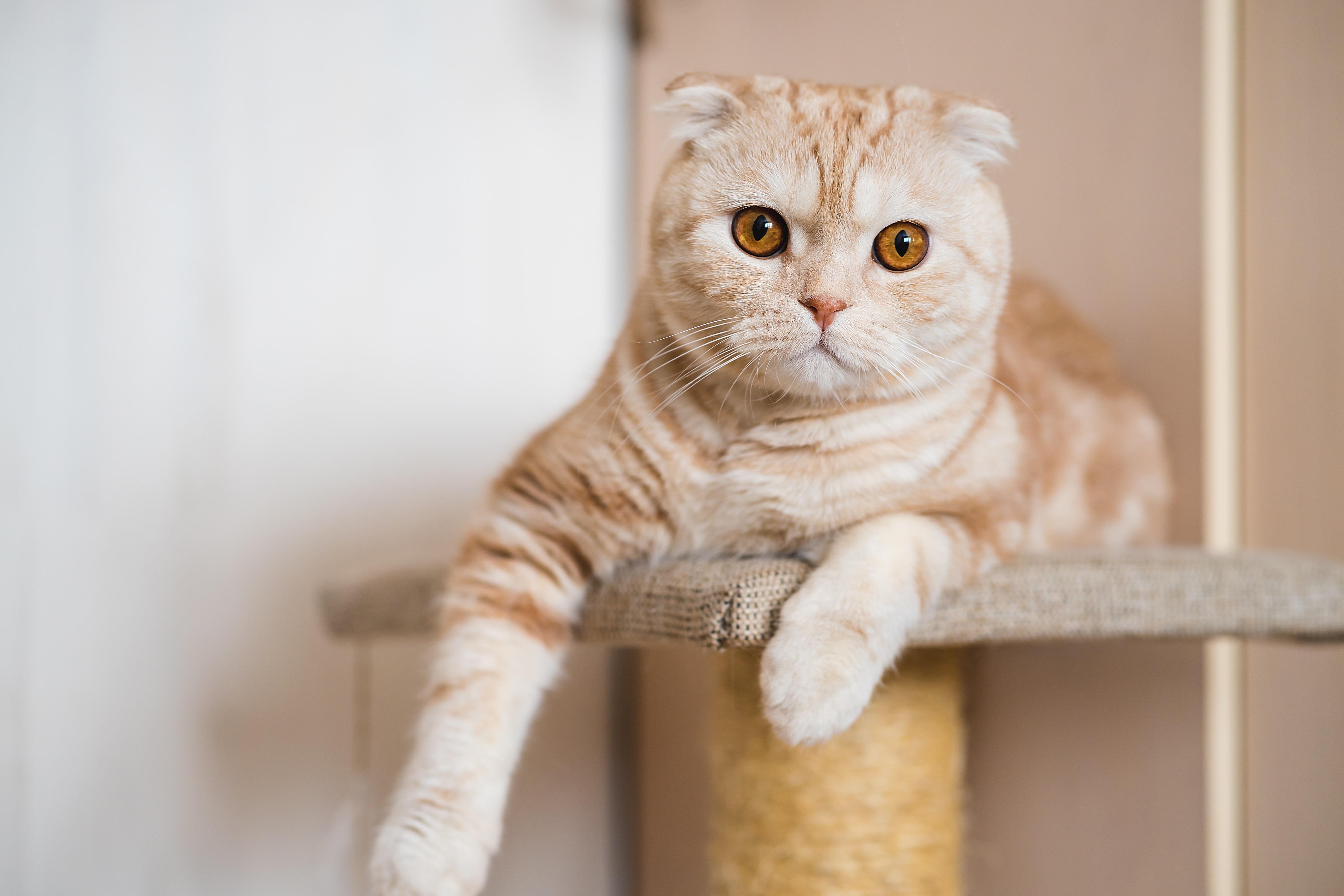 Scottish Fold