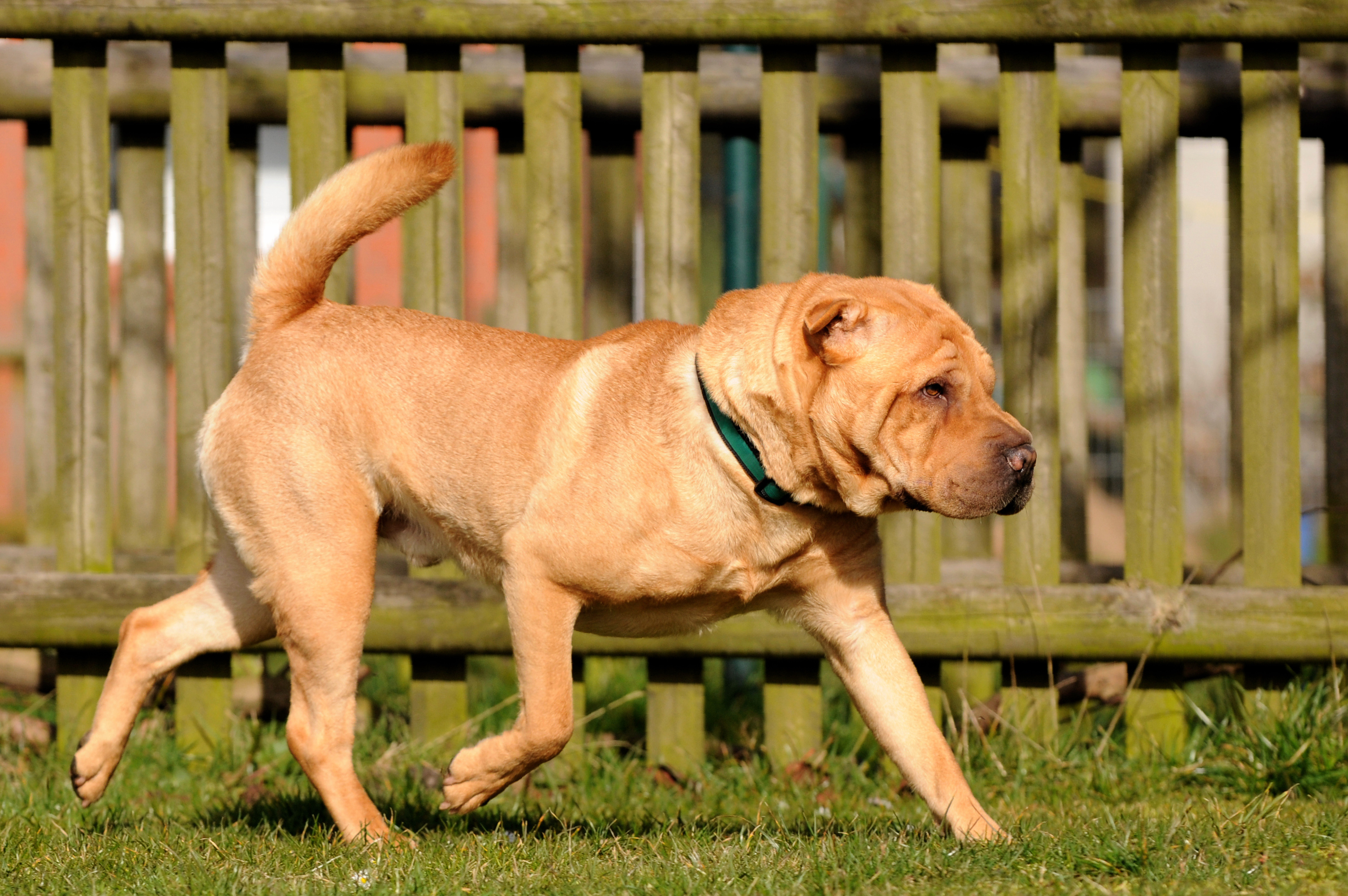 Shar_Pei_Bewegung