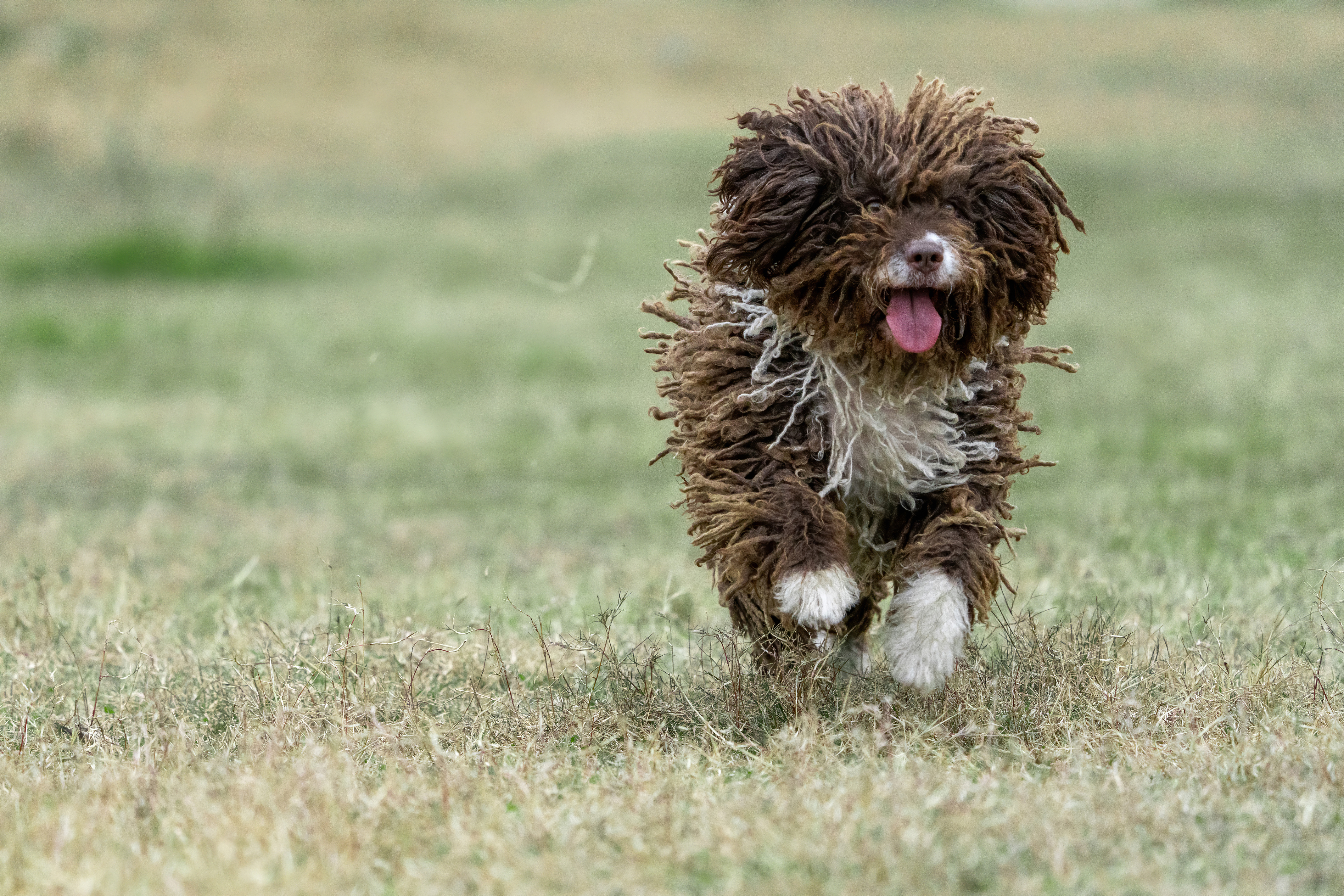 Spanischer_Wasserhund_Bewegung