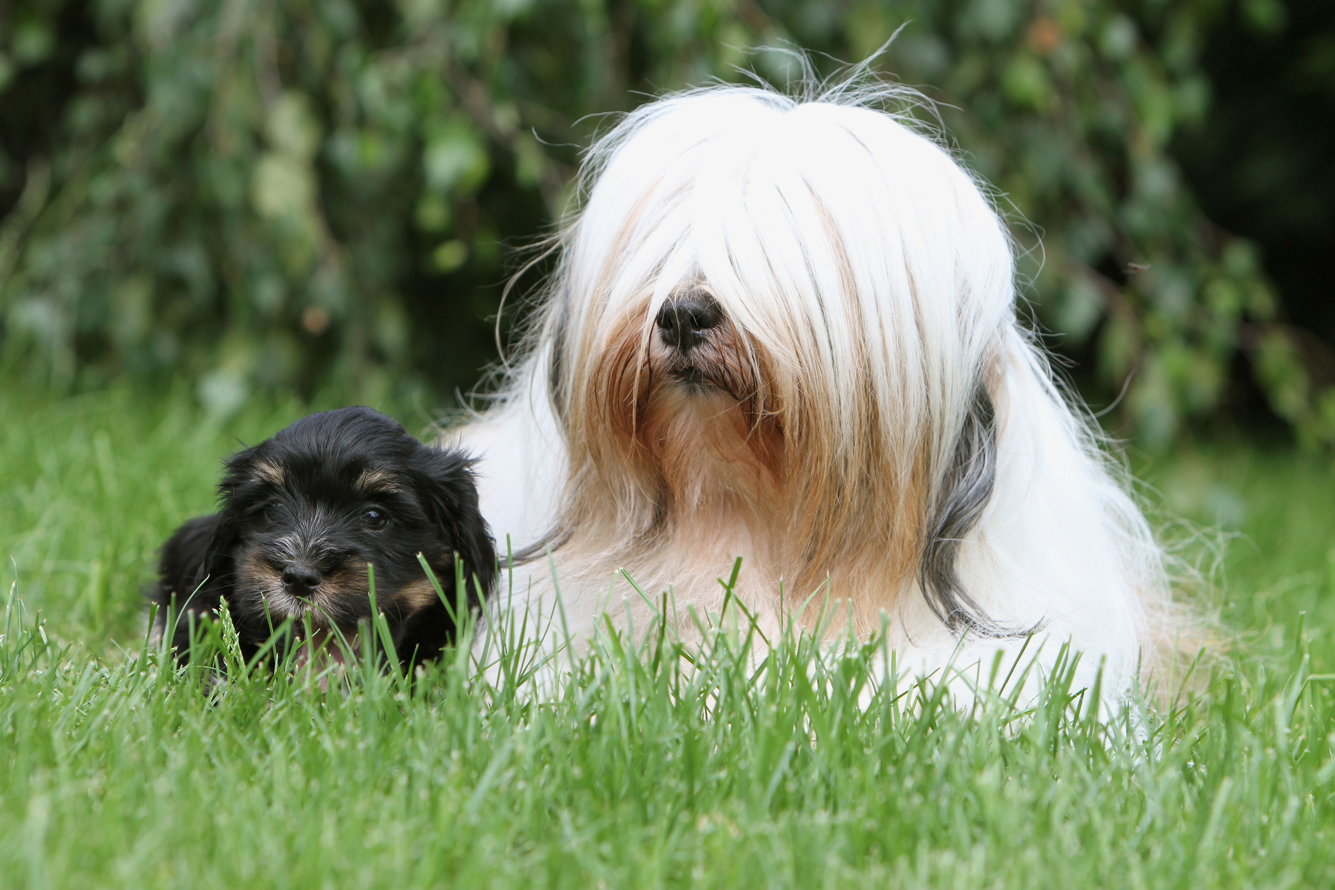 Tibet_Terrier_liegend